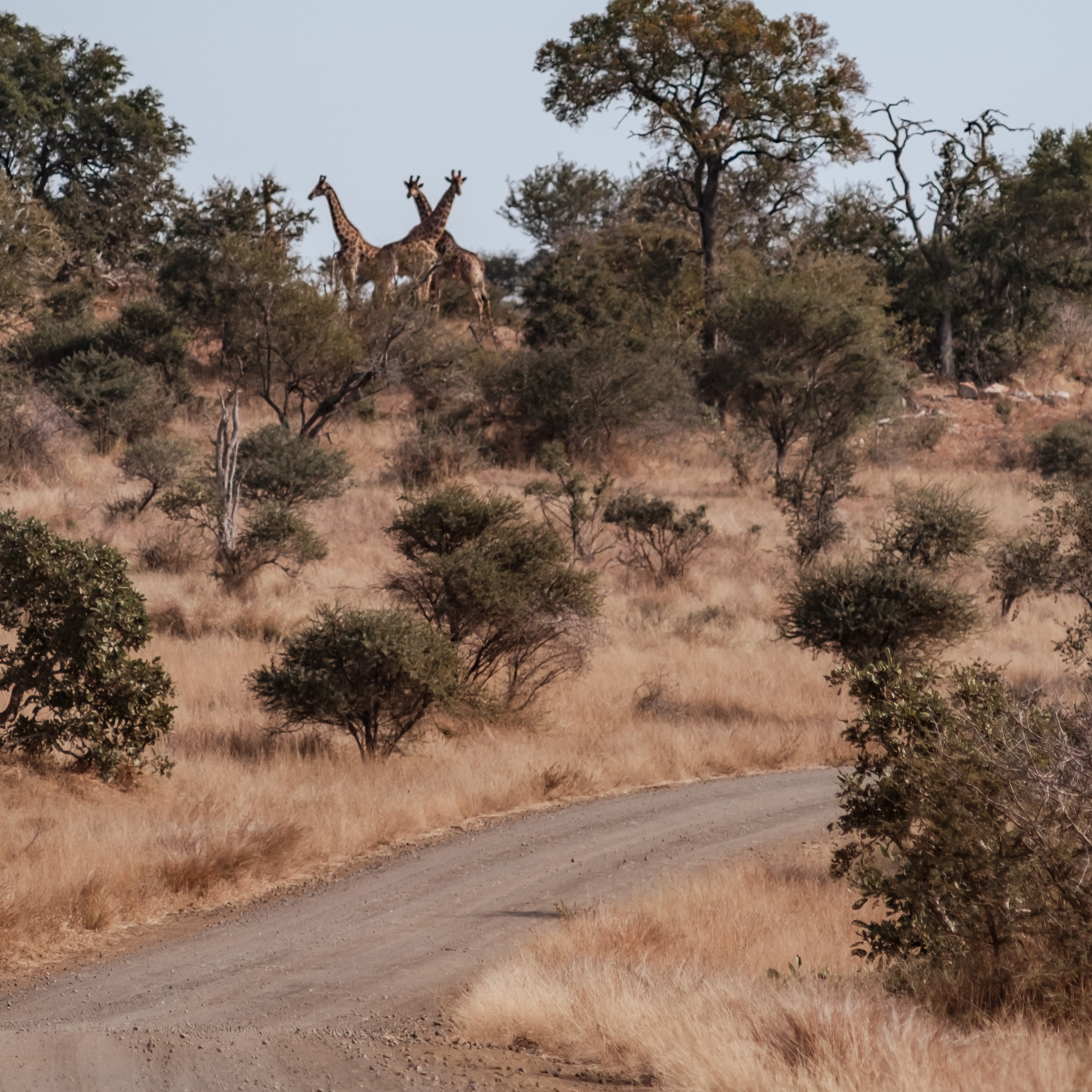 ЮАР. Крюгер-парк. Фотограф Конопихин Константин