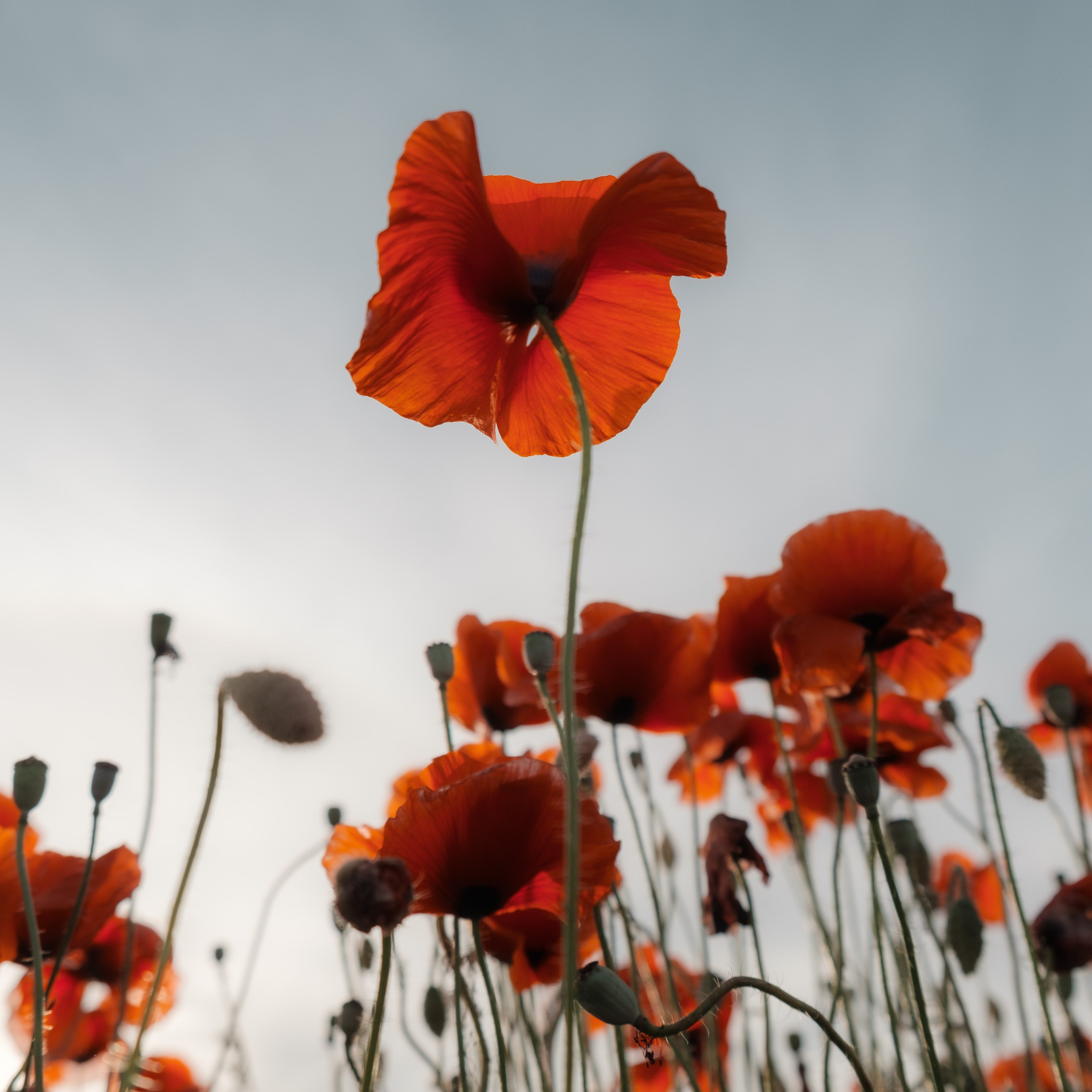 Аня. Фотограф Конопихин Константин