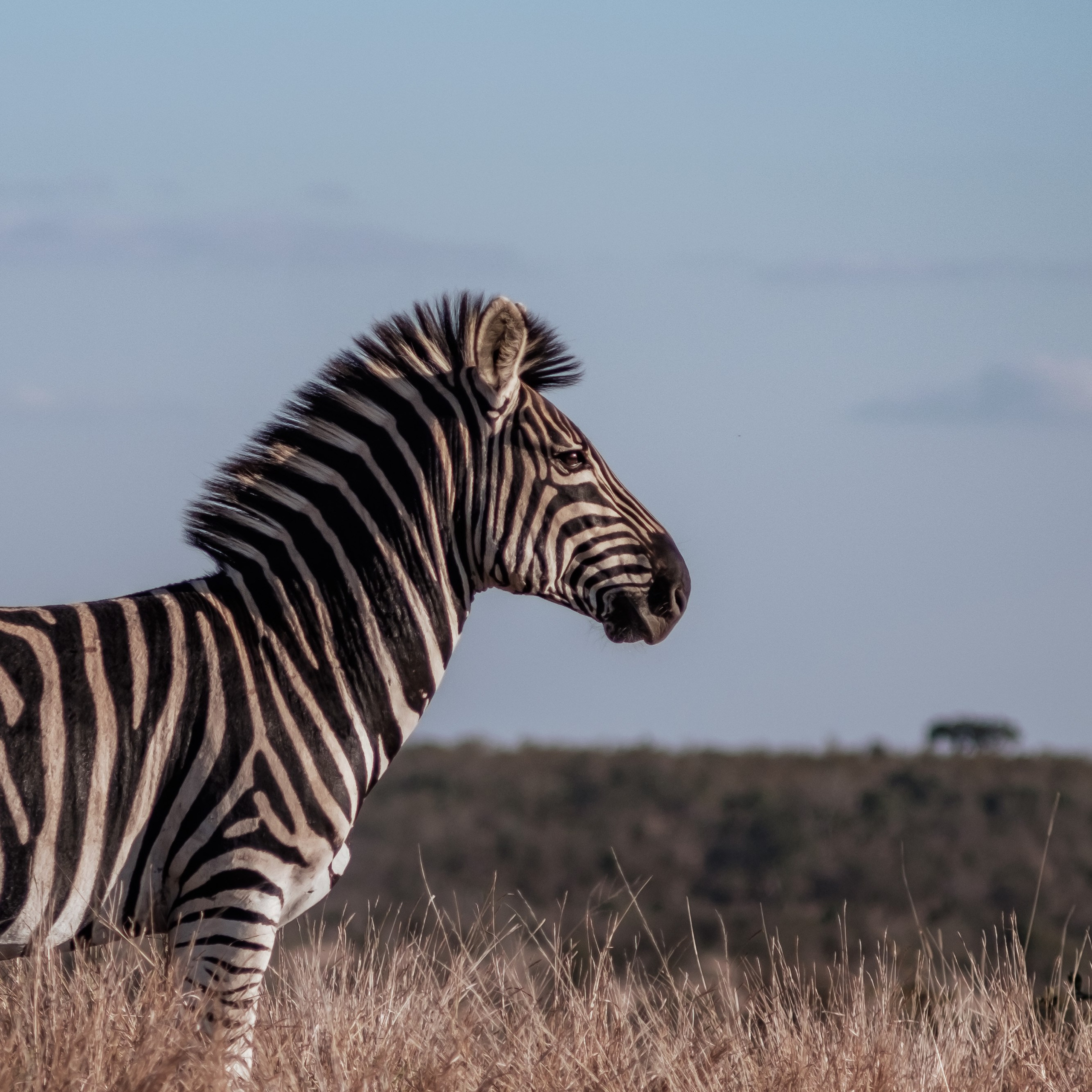 ЮАР. Крюгер-парк. Фотограф Конопихин Константин