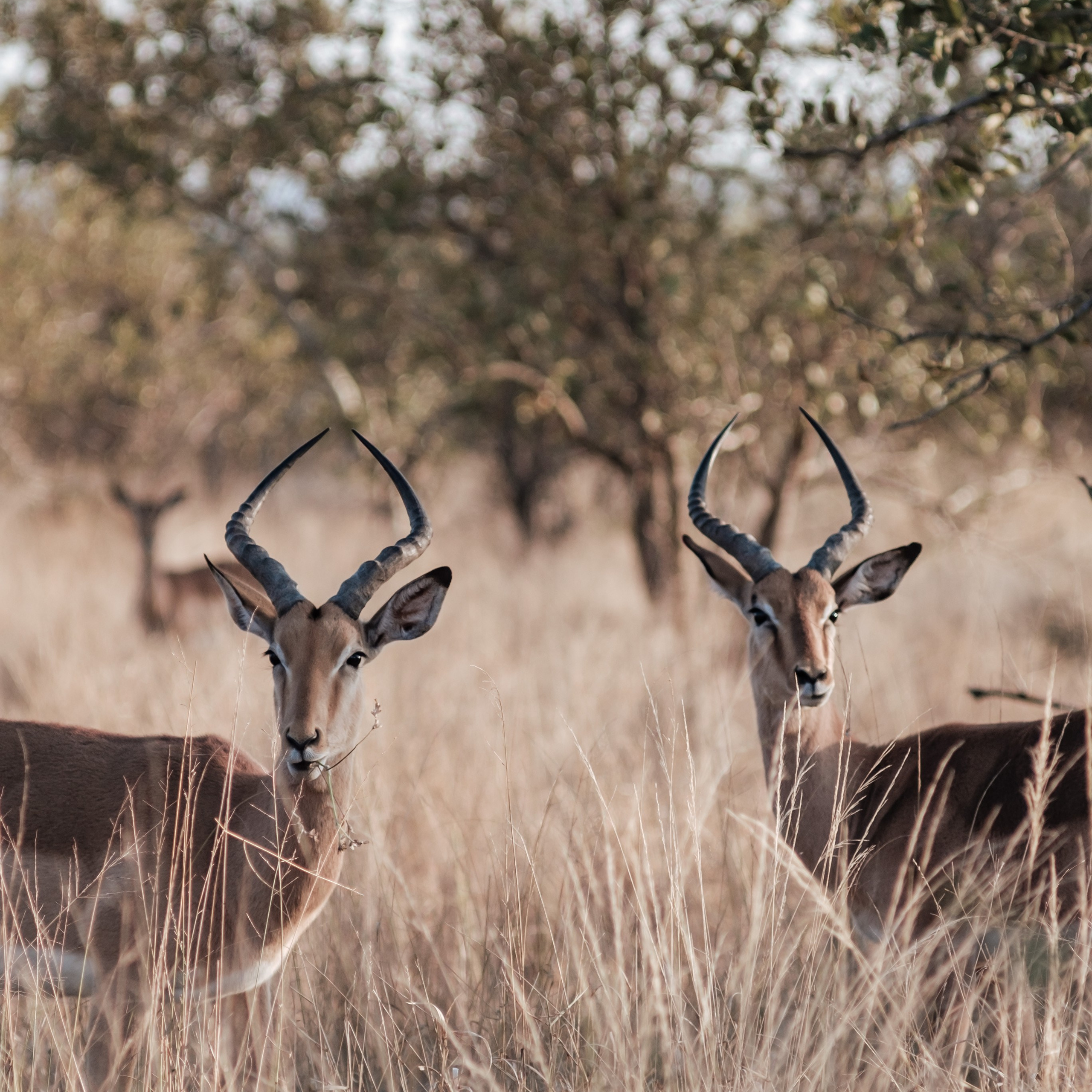 ЮАР. Крюгер-парк. Фотограф Конопихин Константин