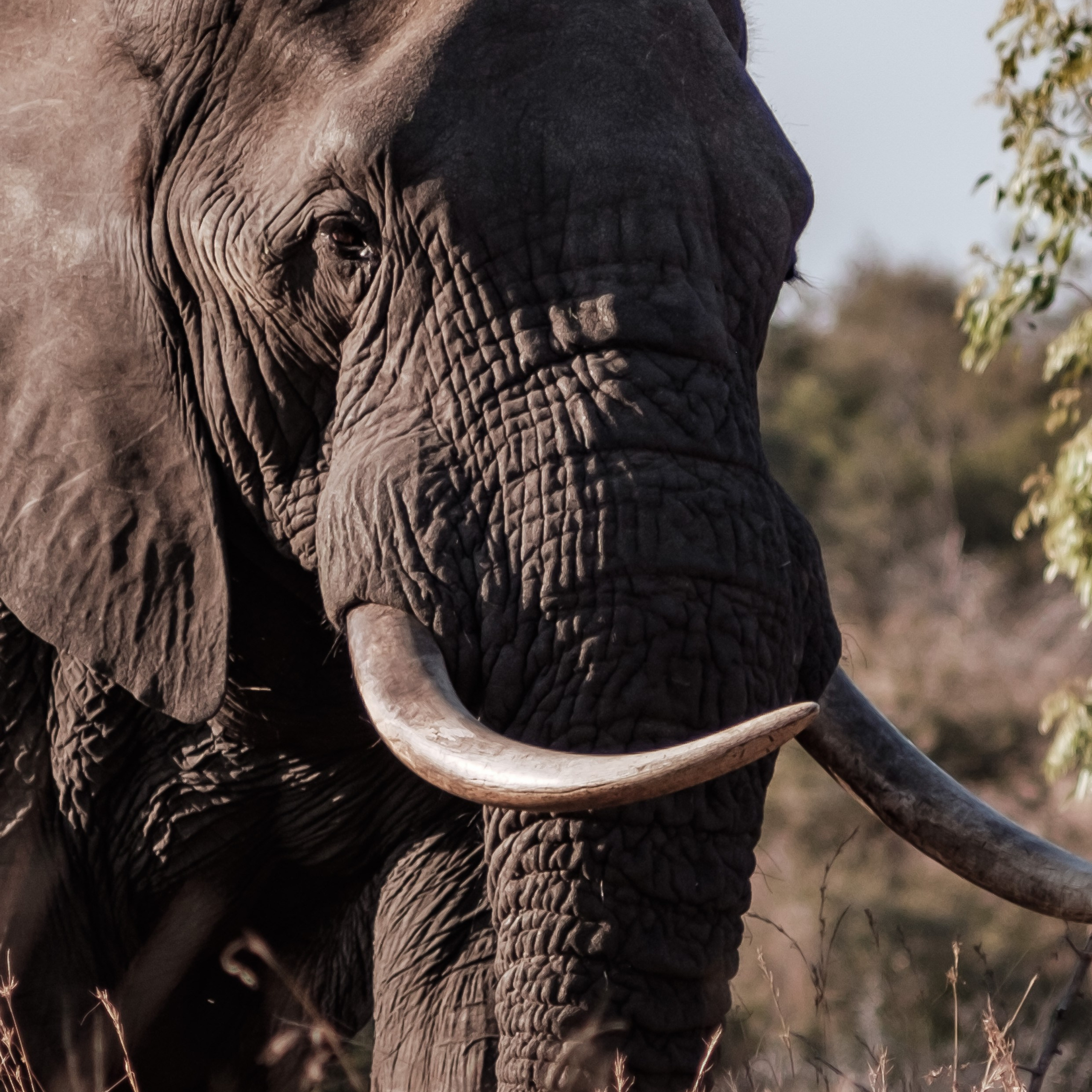 ЮАР. Крюгер-парк. Фотограф Конопихин Константин