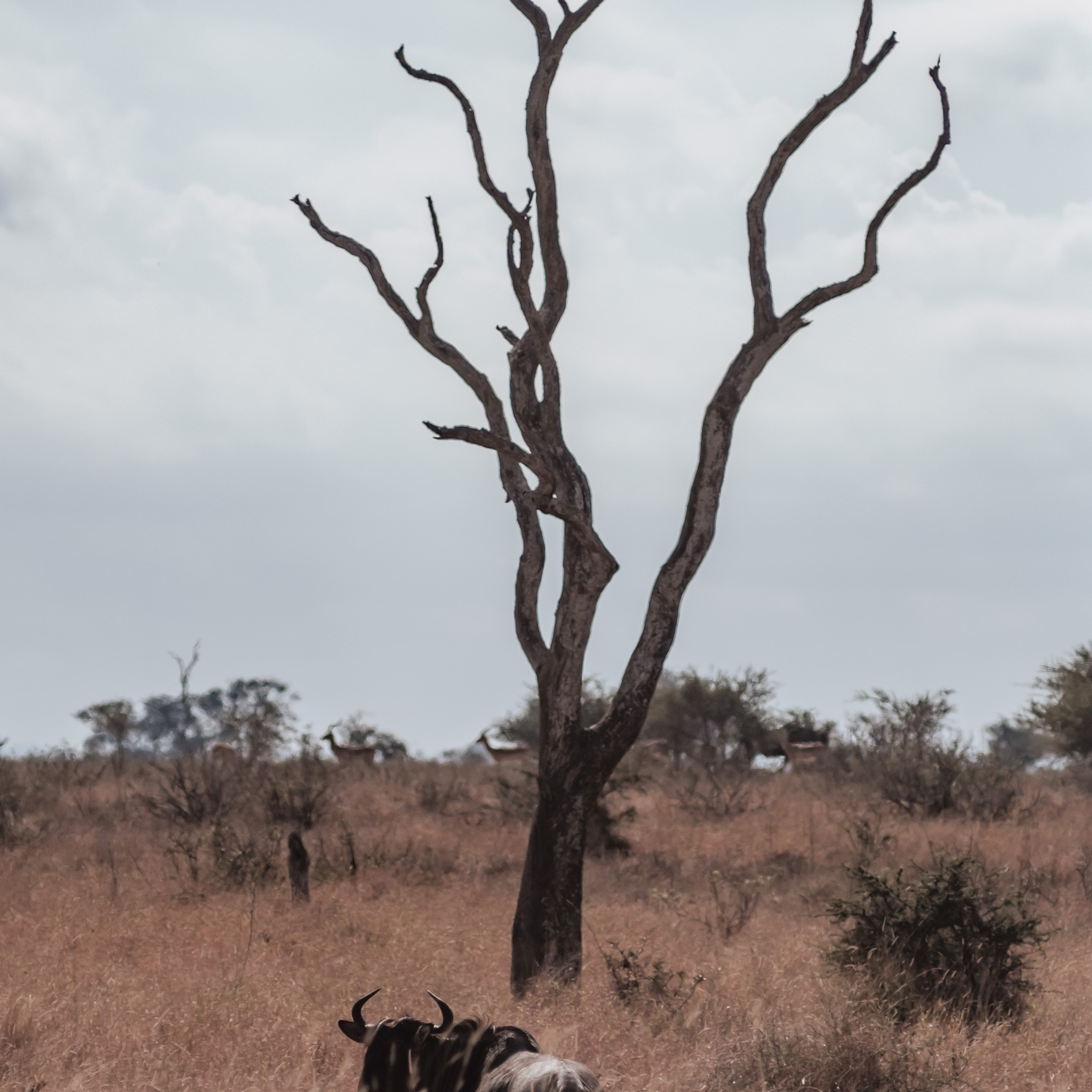 ЮАР. Крюгер-парк. Фотограф Конопихин Константин