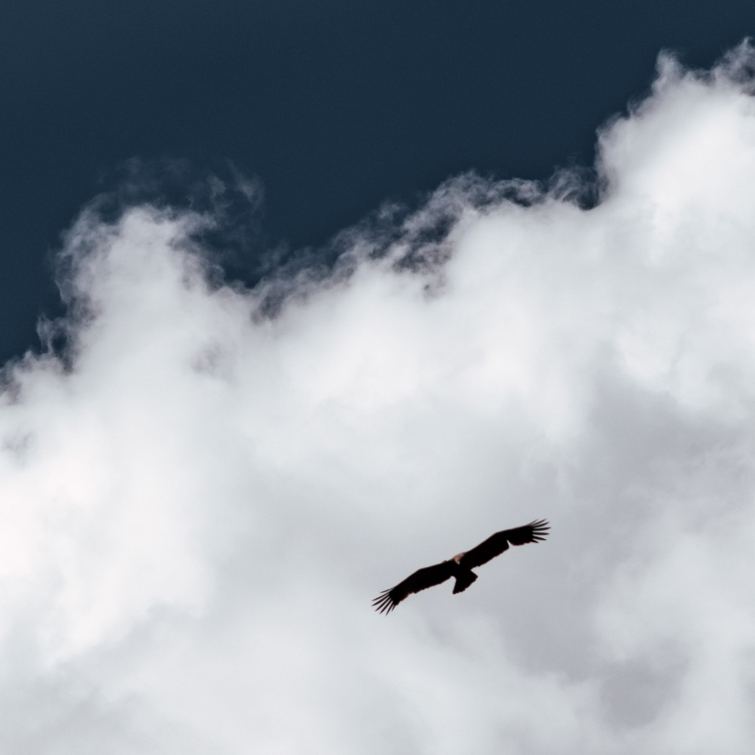 ЮАР. Крюгер-парк. Фотограф Конопихин Константин