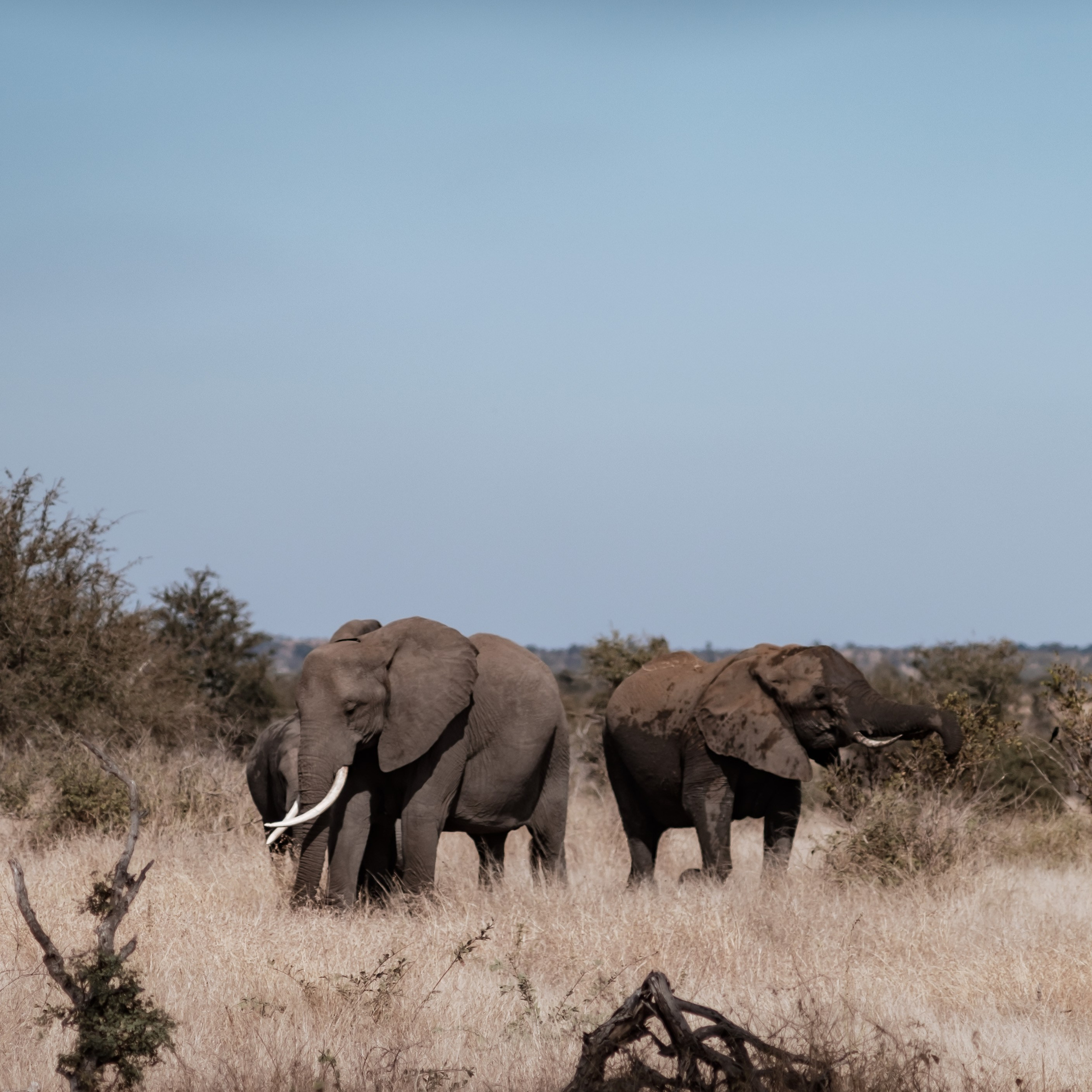 ЮАР. Крюгер-парк. Фотограф Конопихин Константин