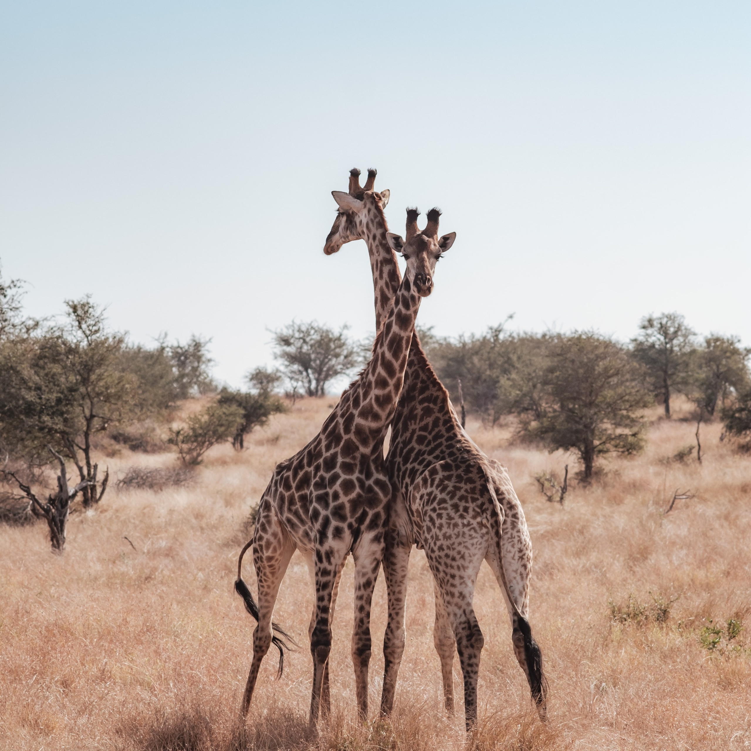 ЮАР. Крюгер-парк. Фотограф Конопихин Константин