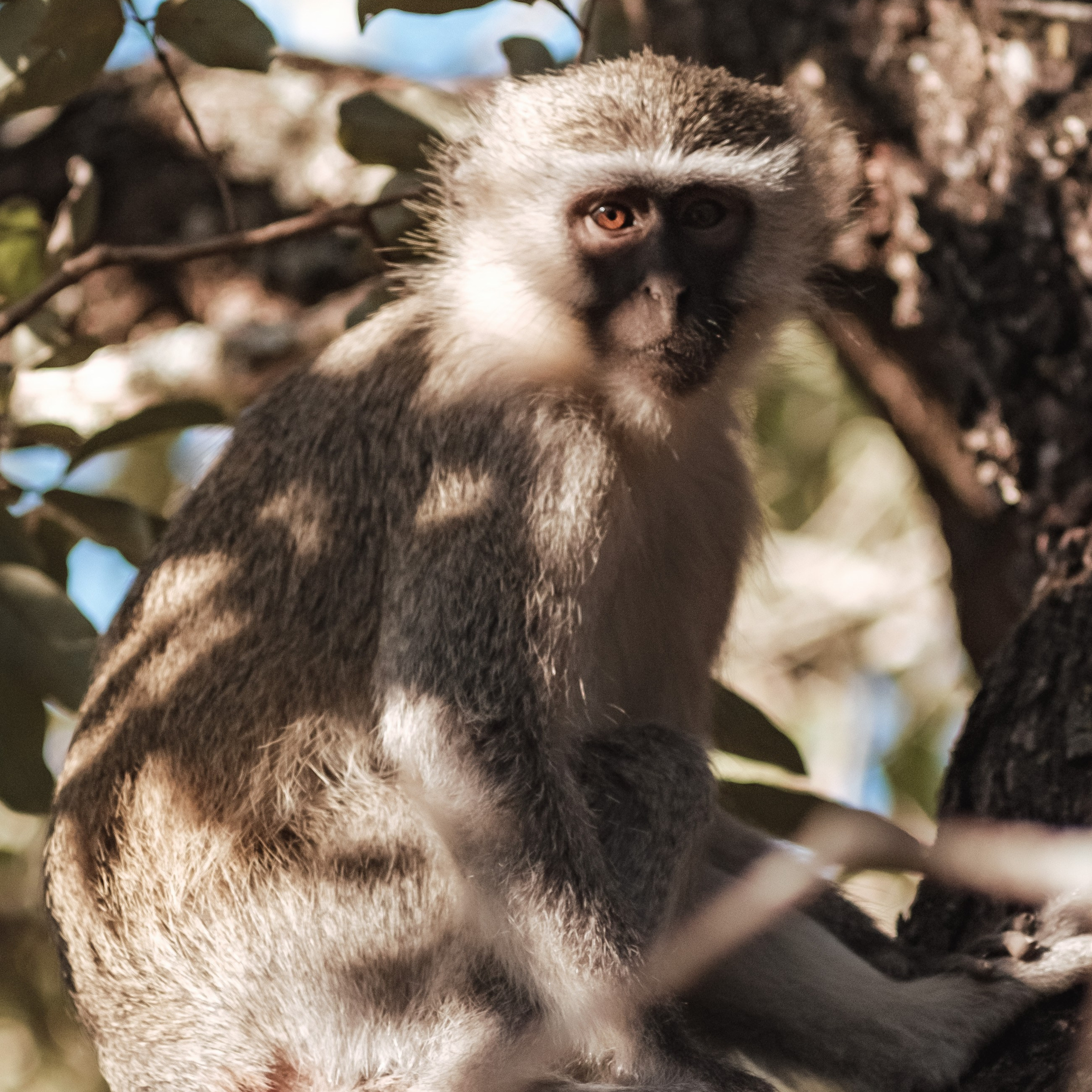 ЮАР. Крюгер-парк. Фотограф Конопихин Константин