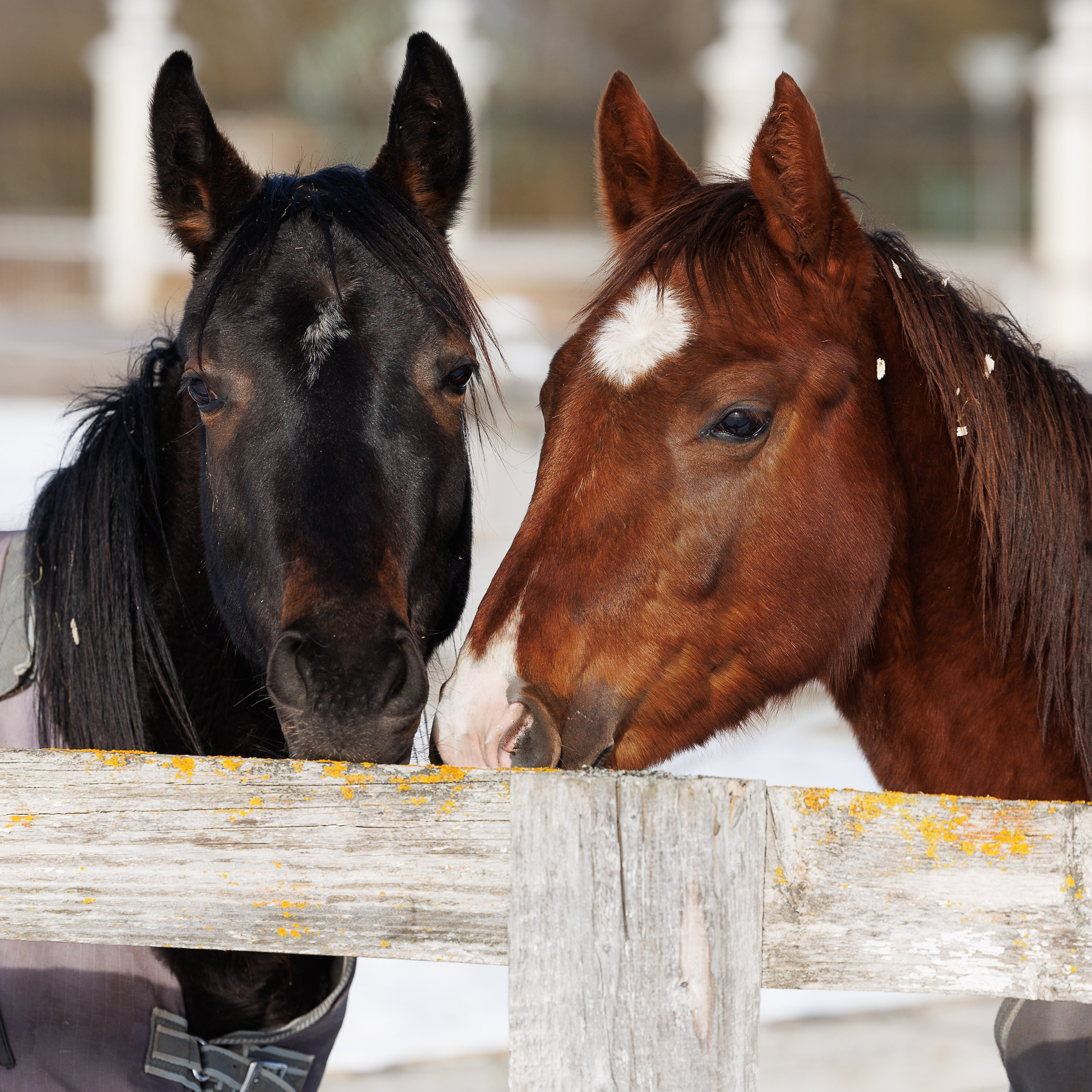 Поло 2024. Главная