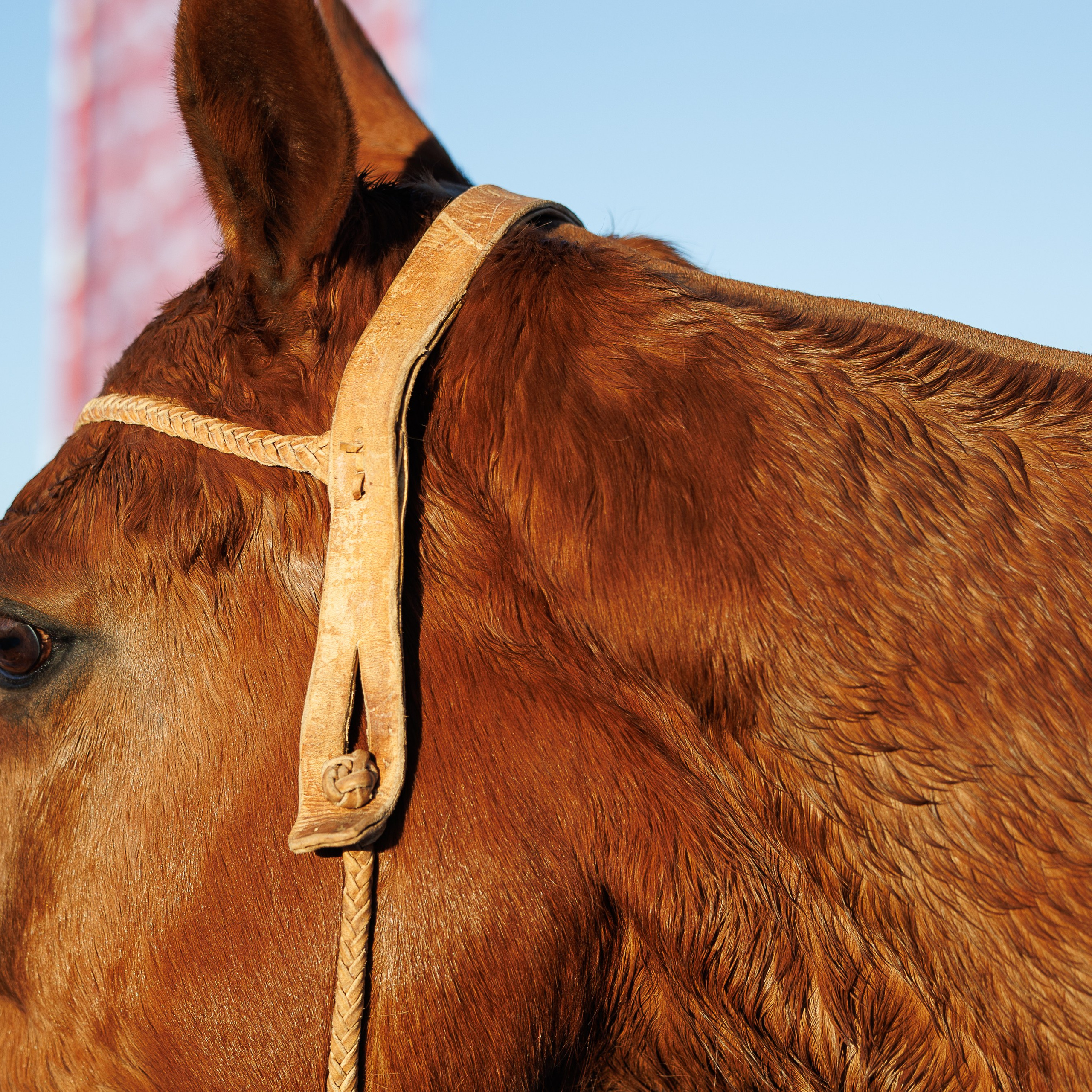 Поло 2024. Главная