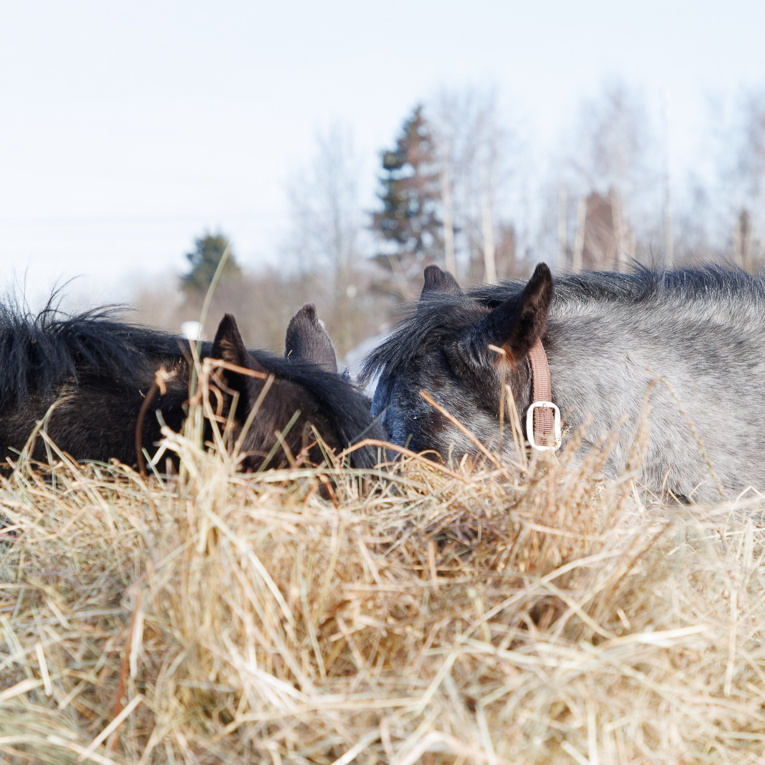 Поло 2024. Главная