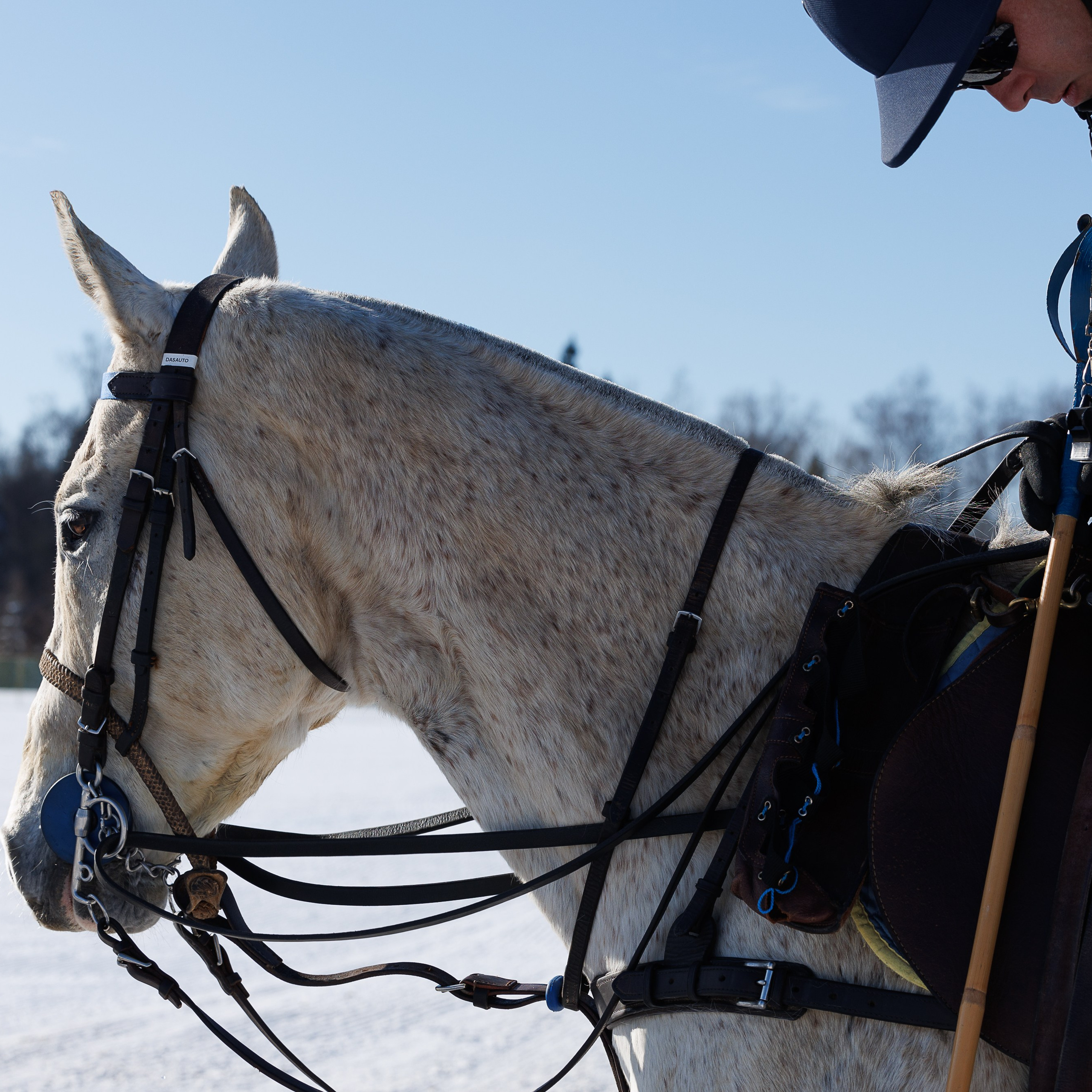 Поло 2024. Главная