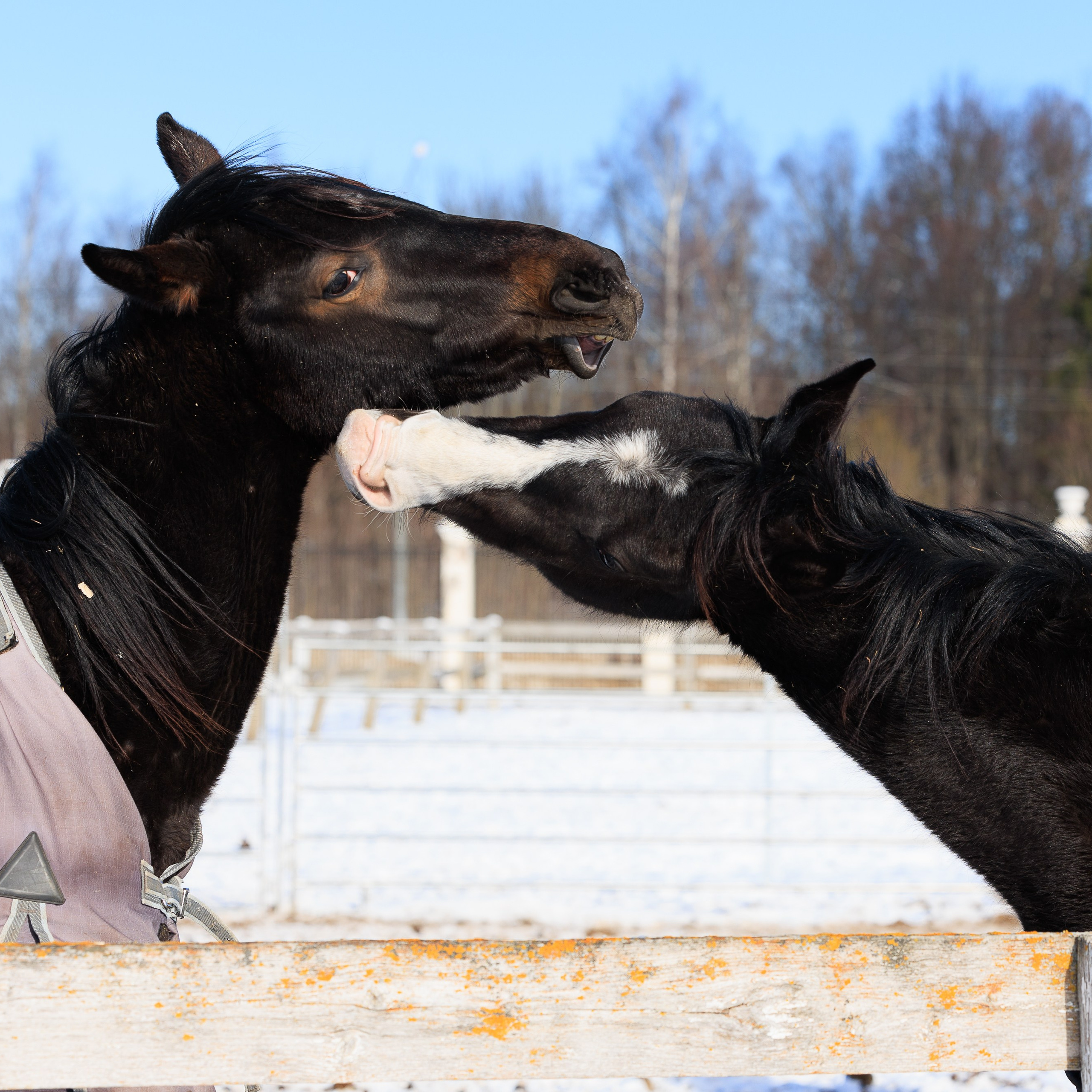 Поло 2024. Главная