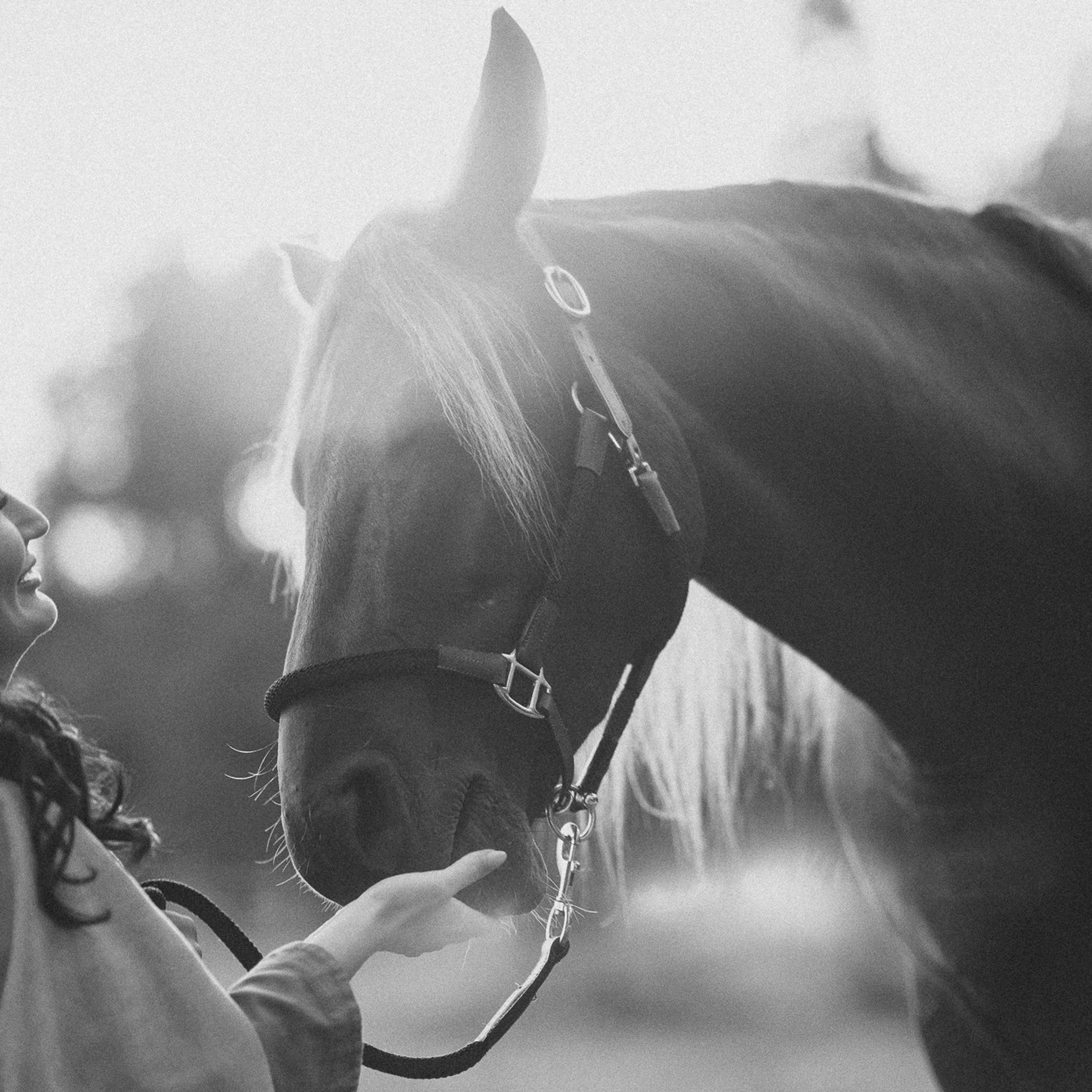 В мир лошадей