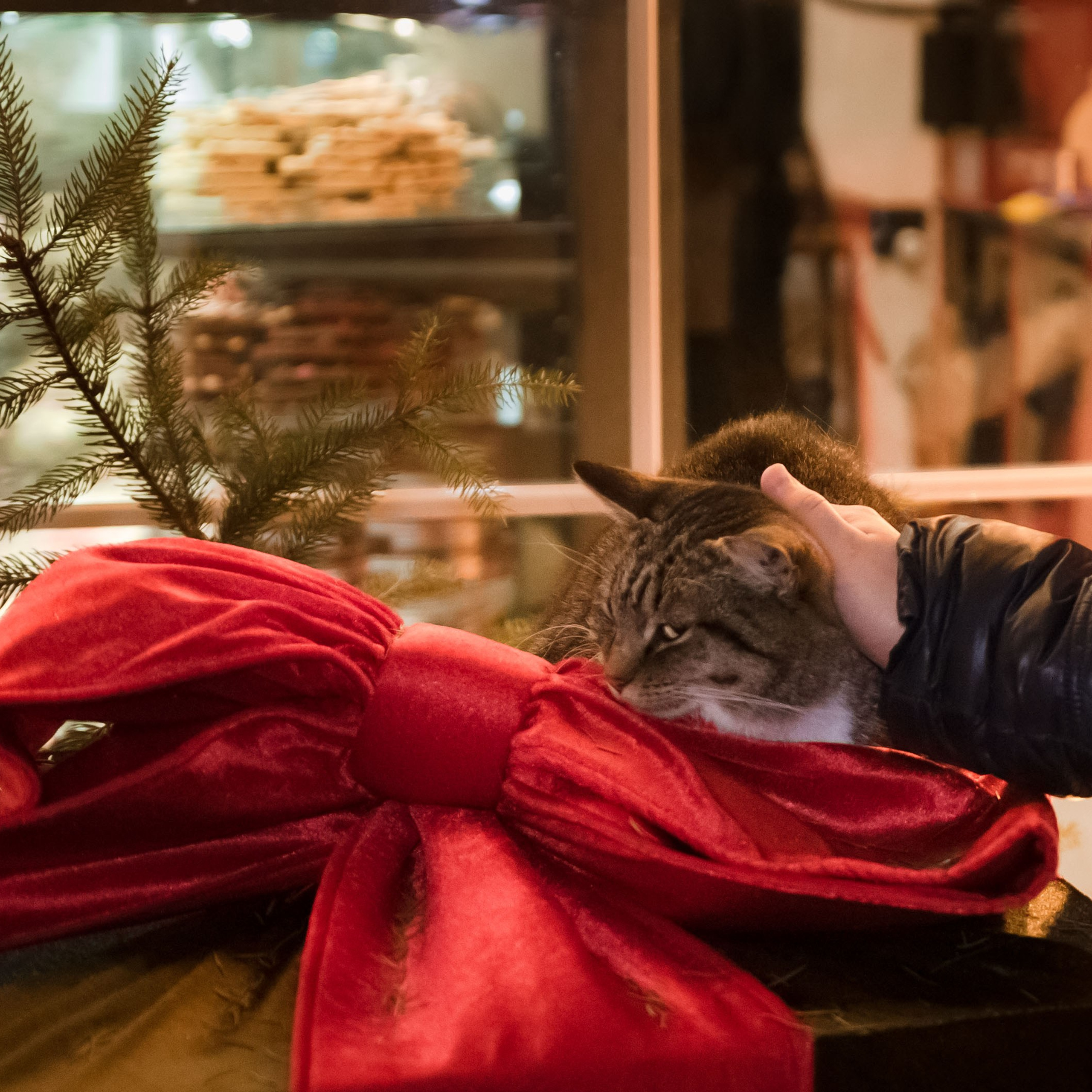 Стоимость фотосессии. Фотограф Зеленоградск Лиана Сопина