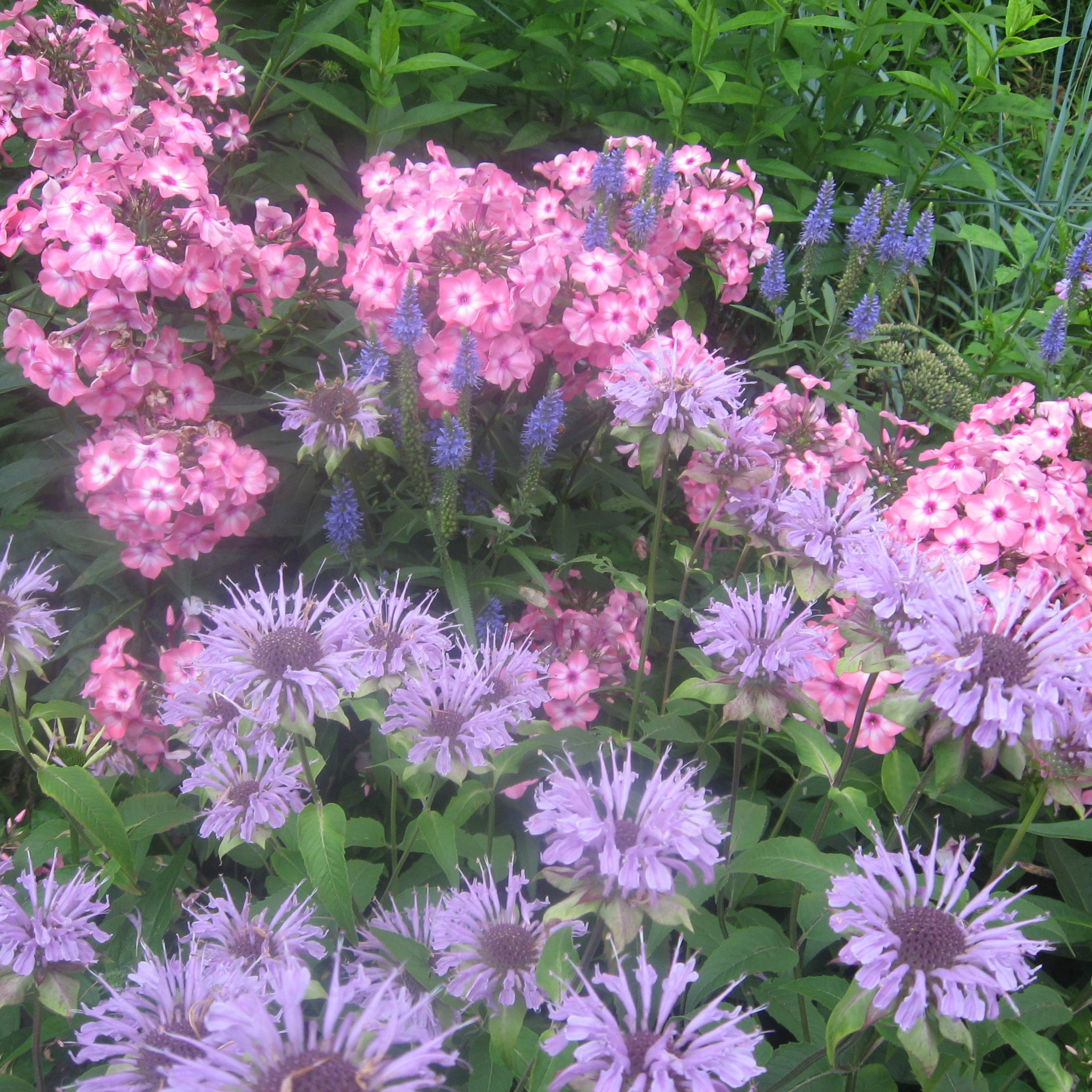 Отзывы. Фотограф Вера Зверуго в Орле