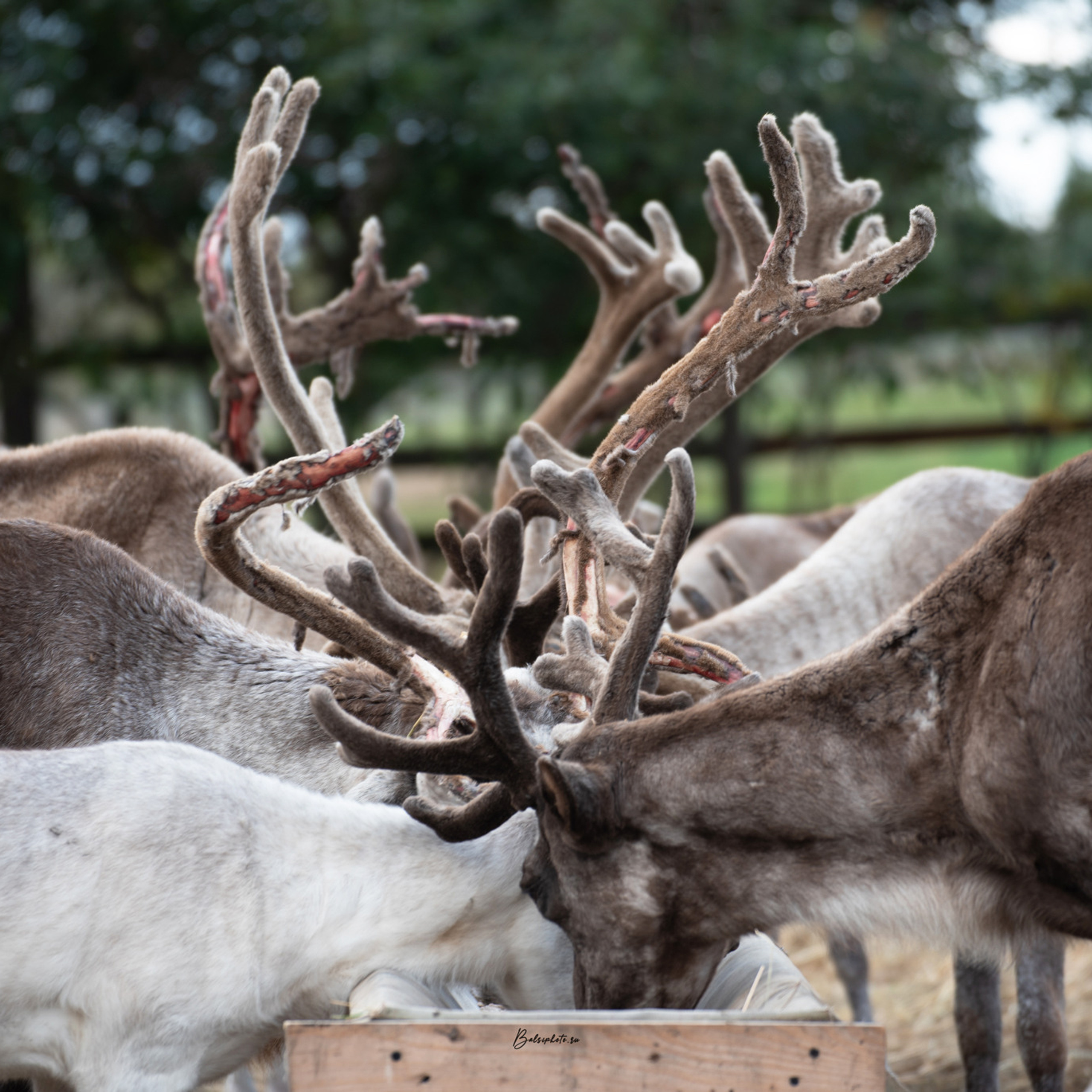 Ваши отзывы. Фотограф в Санкт-Петербурге Светлана Балабанова