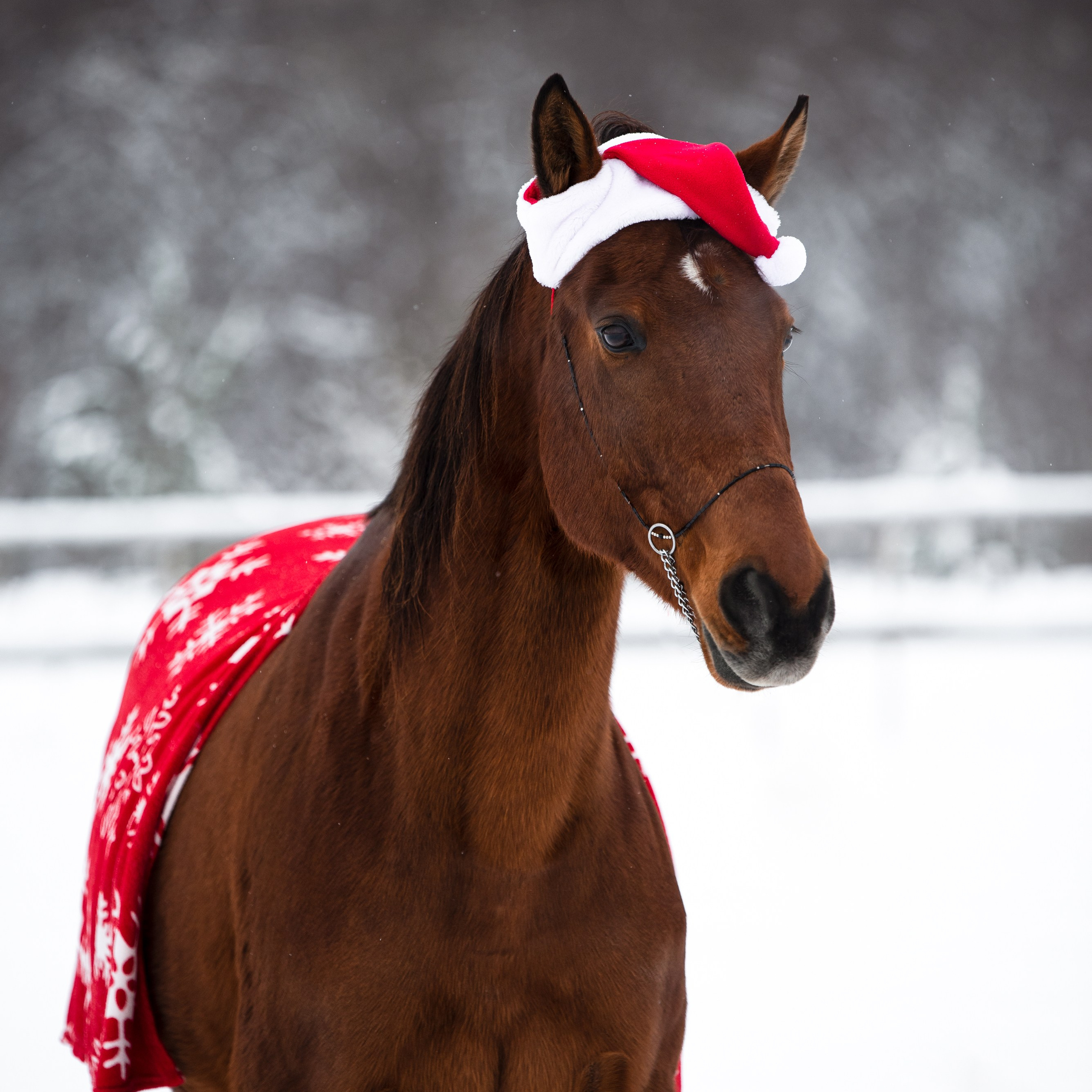 Ваши отзывы. Фотограф в Санкт-Петербурге Светлана Балабанова