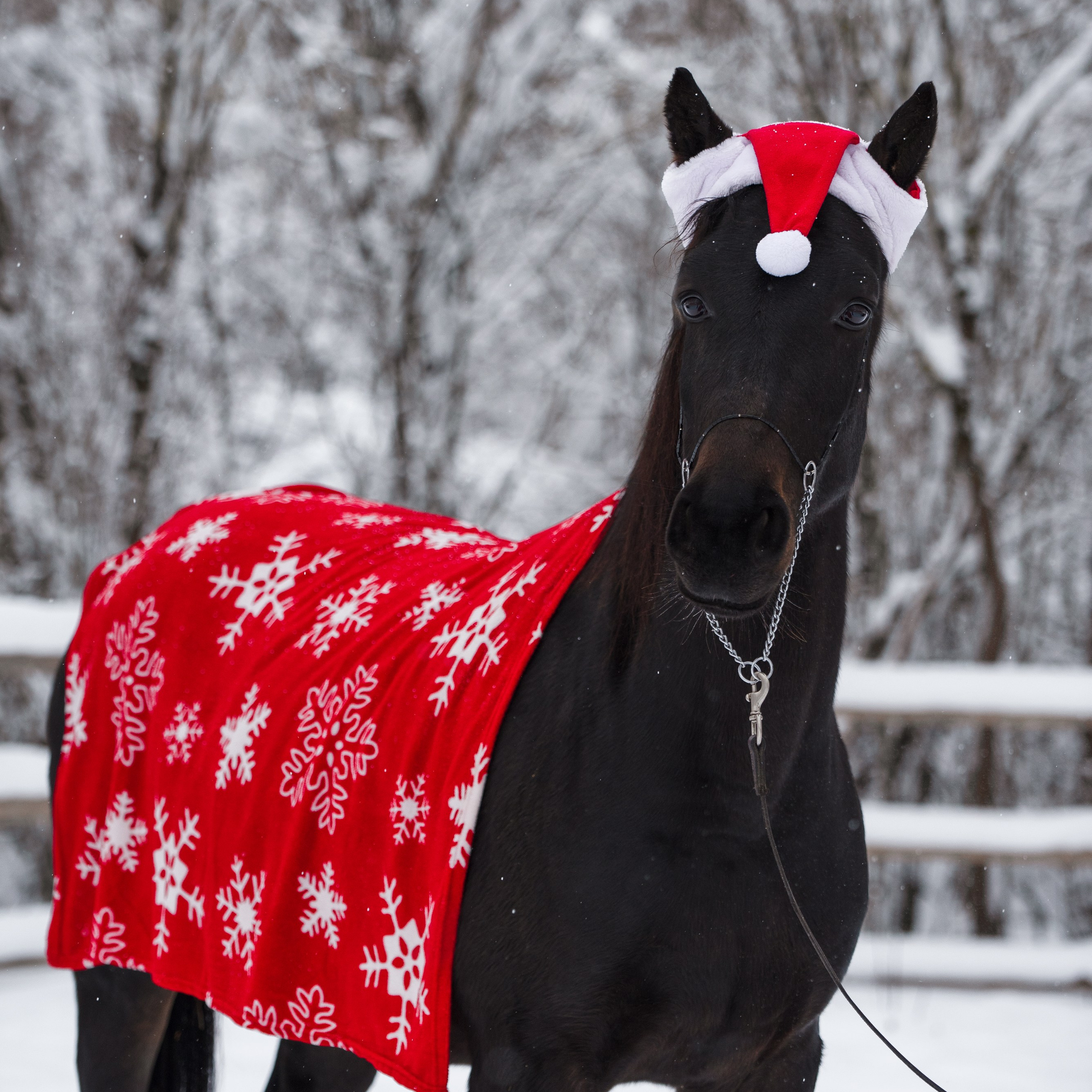 Ваши отзывы. Фотограф в Санкт-Петербурге Светлана Балабанова