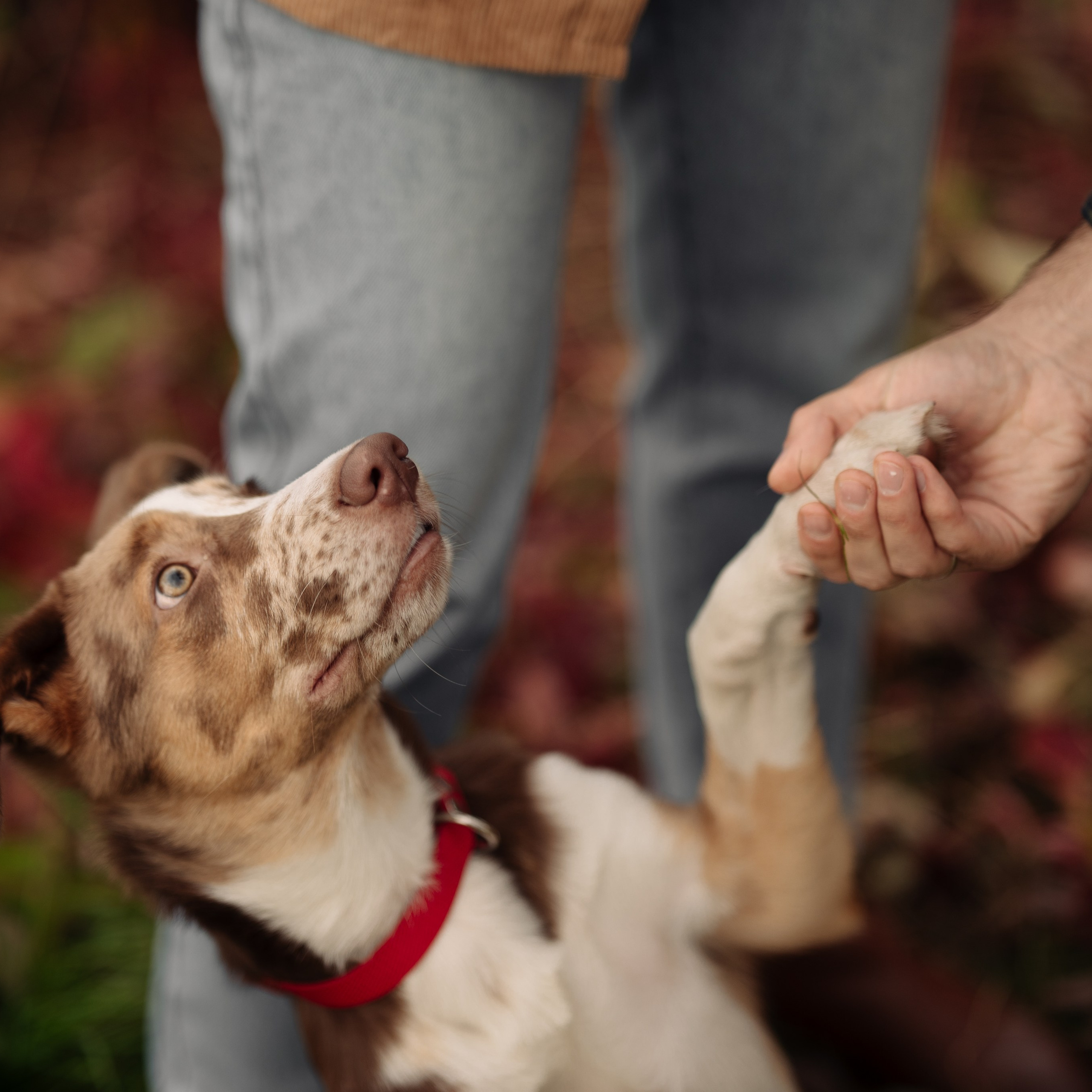 Осень в Коломенском