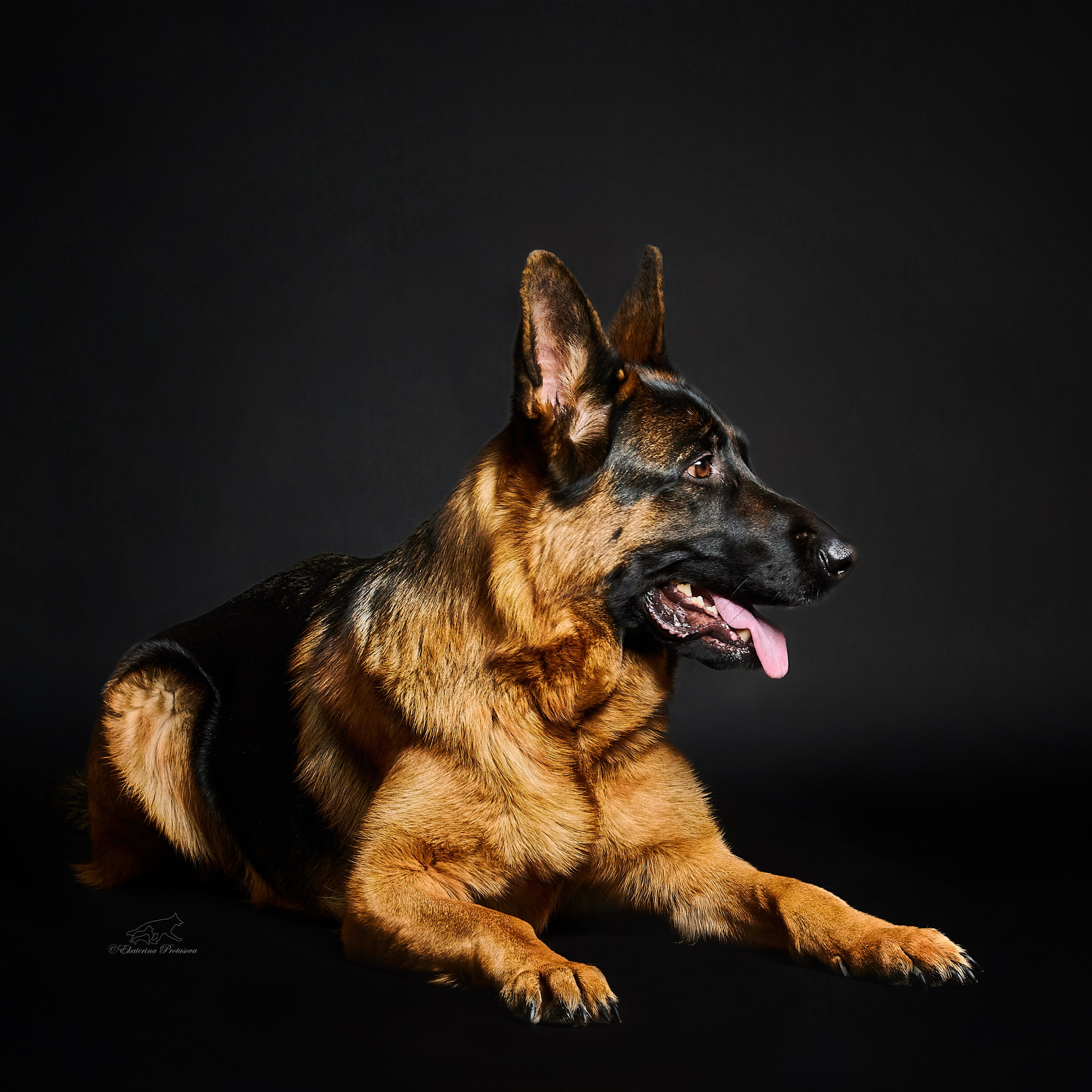 Немецкая овчарка Роми