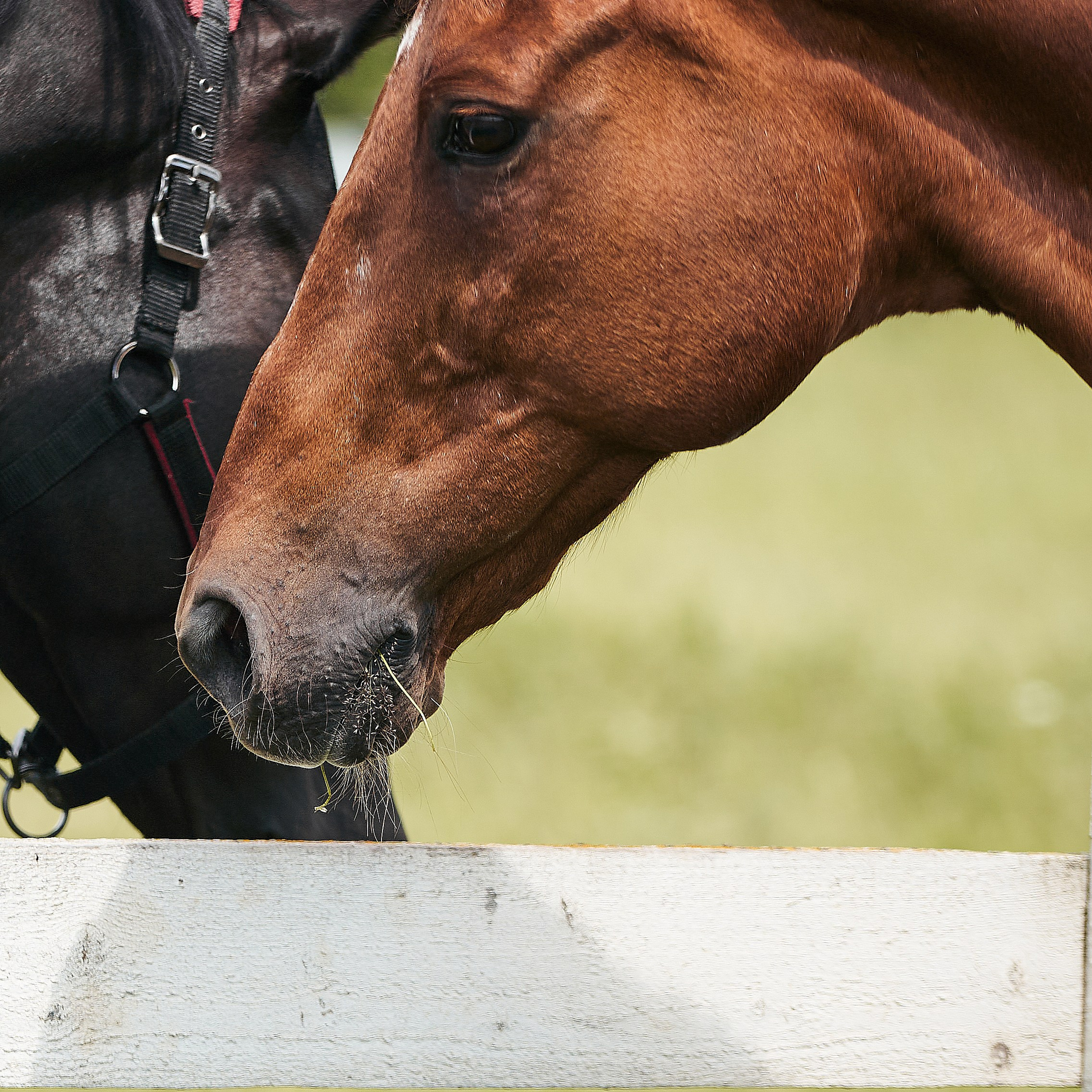 Эмбилгон, буденновский, КСК «Звёздный»