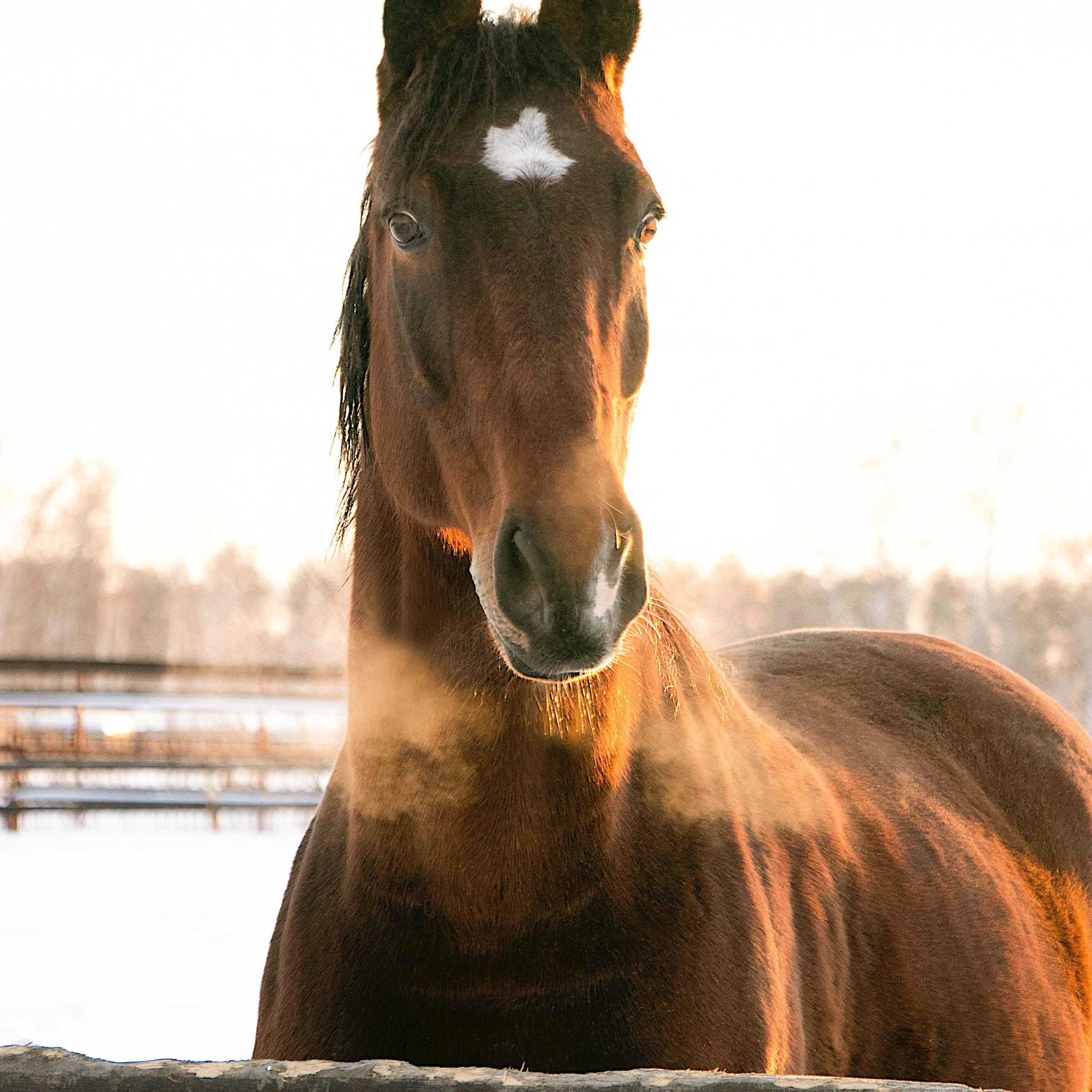 Мерин Кларнет, латвийская, КСОЦ «Свобода»