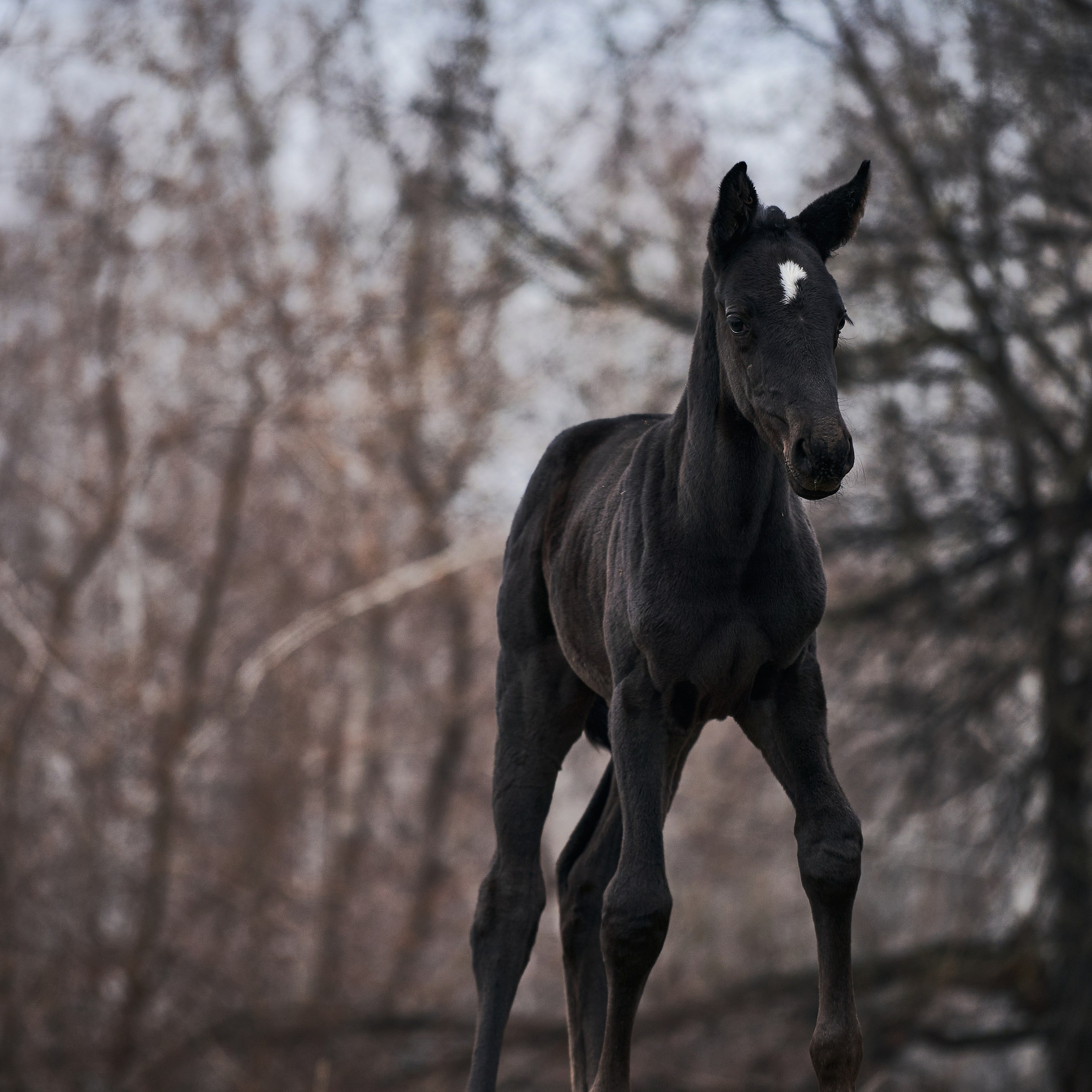 Деспина Хит, спортивная помесь, КСОЦ «Свобода»