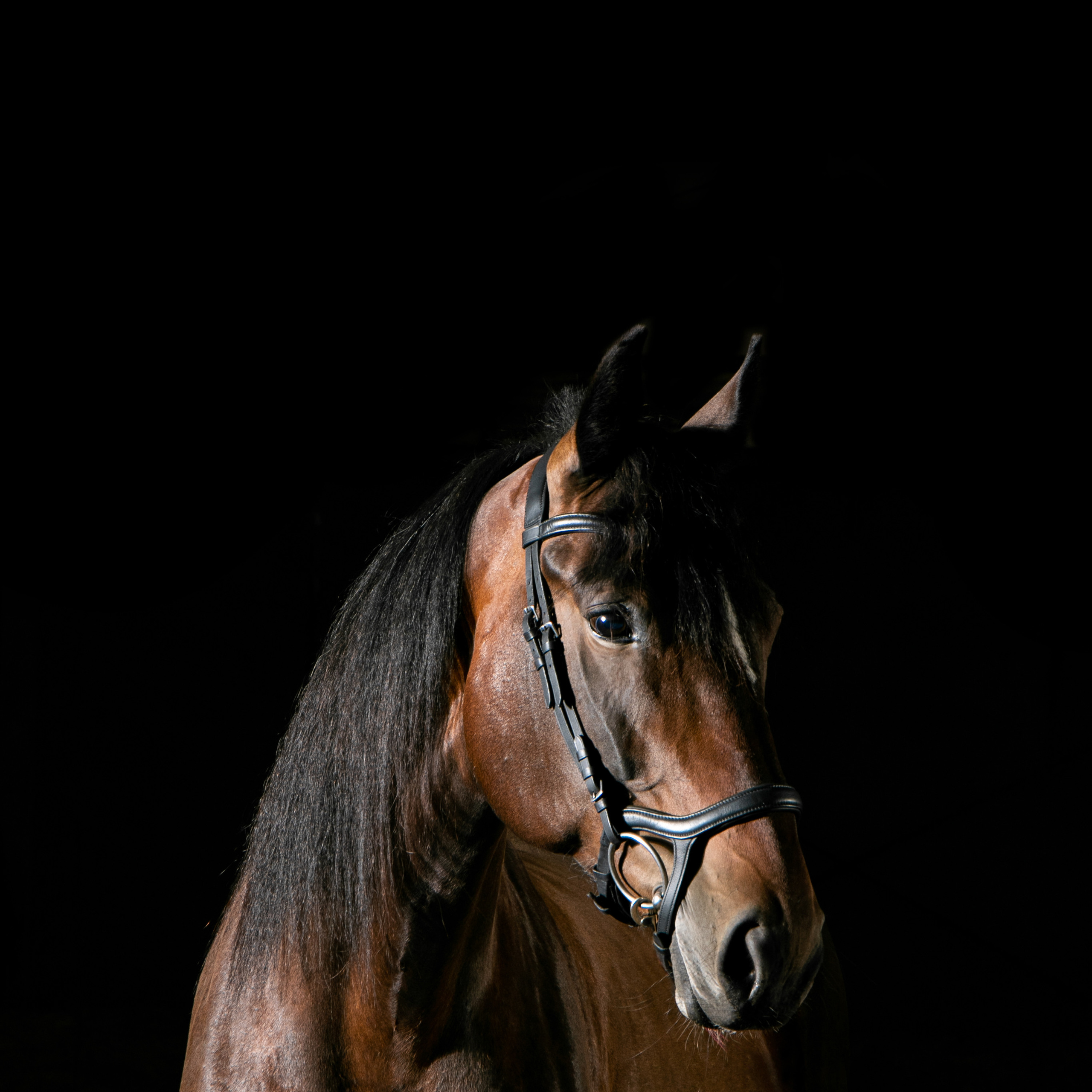 Кобыла Николь, русская рысистая, КСОЦ «Свобода»