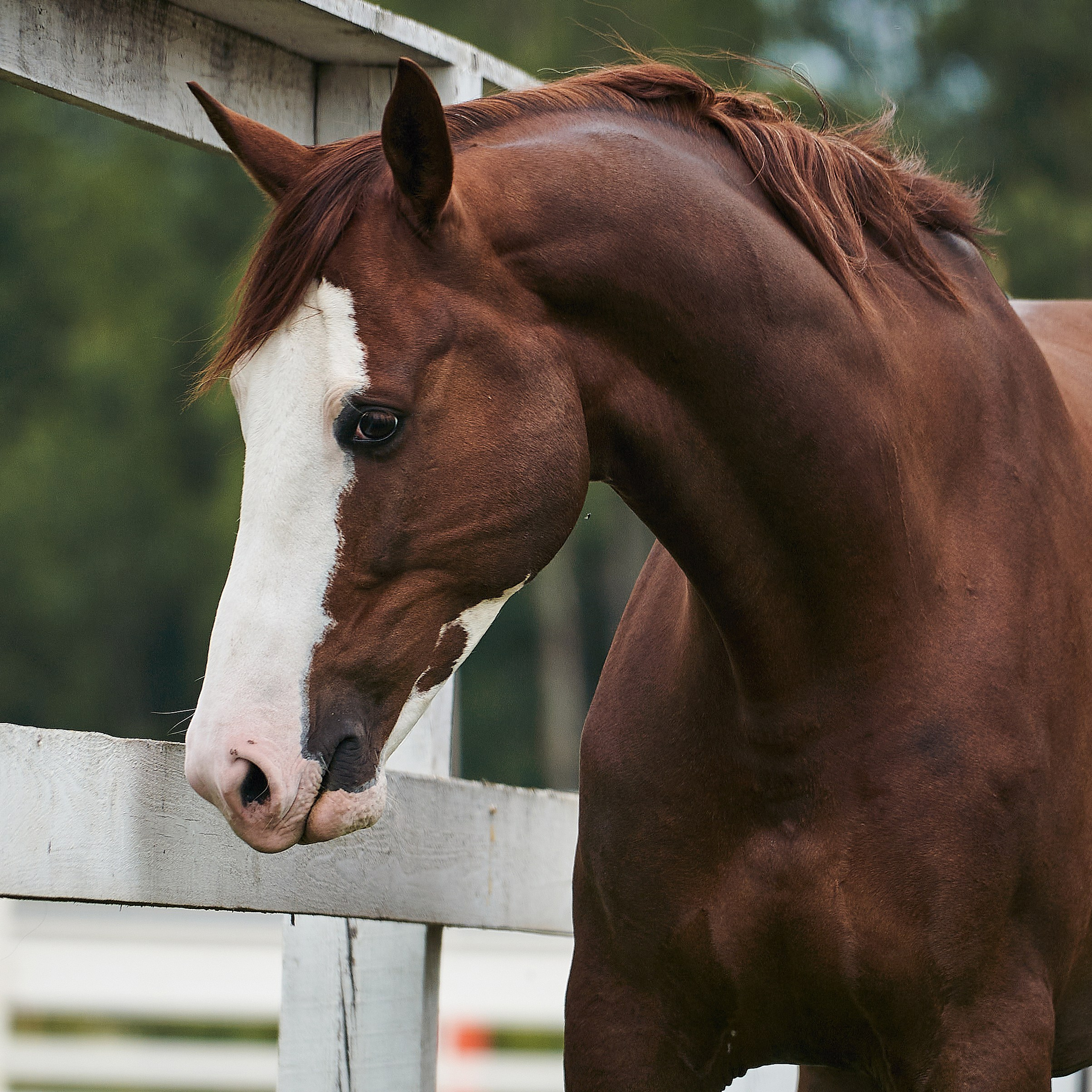 Хэмилтон, полукровный, КСК «Звёздный»