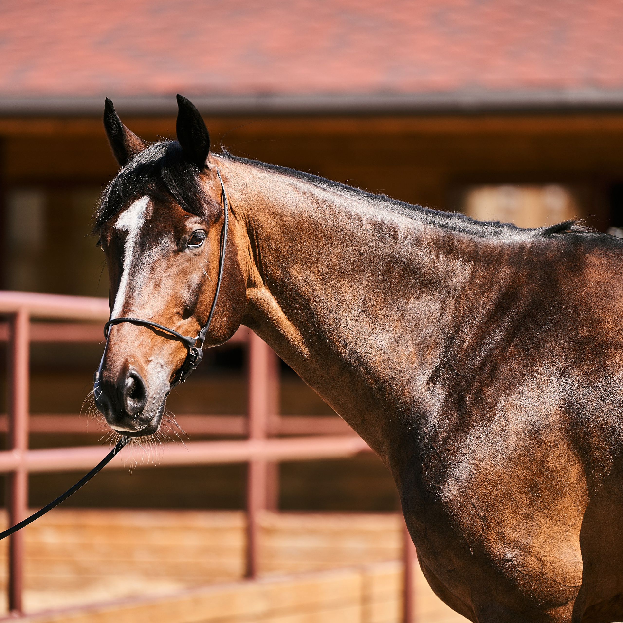 Экстерьеры Ваших лошадей