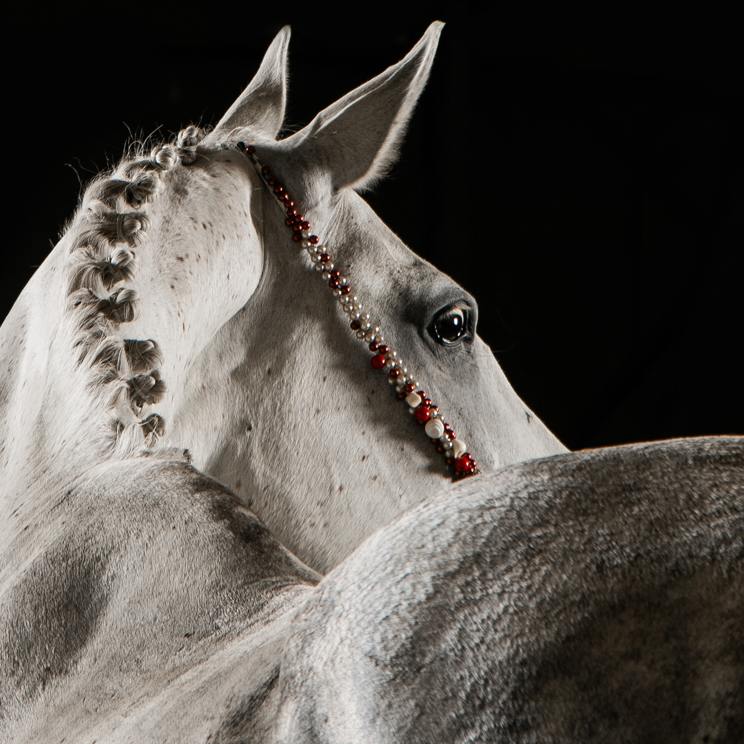 Кобыла Памэла, тракененская, КСОЦ «Свобода»