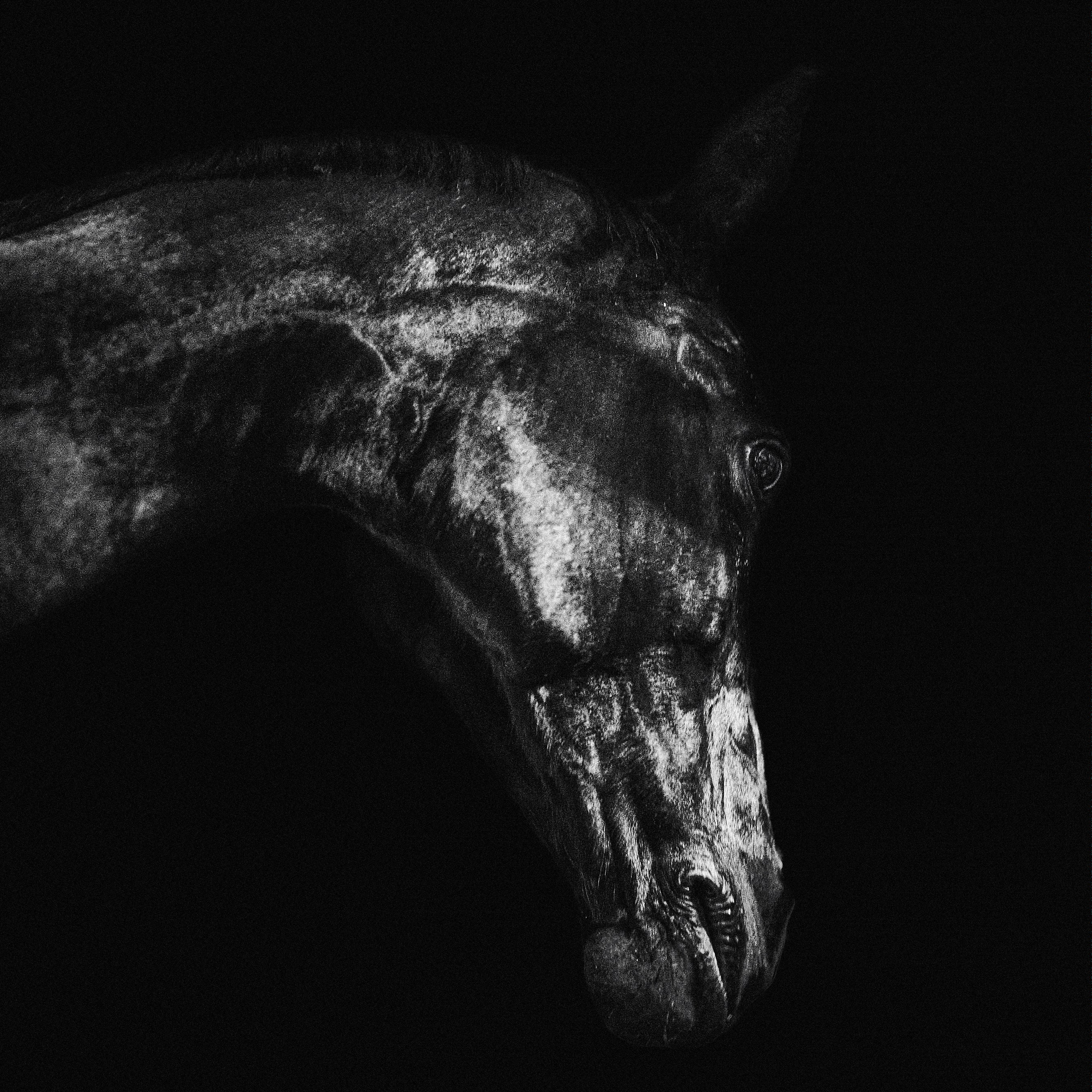 Кобыла Прима Вера, рвп, КСК «Звёздный»