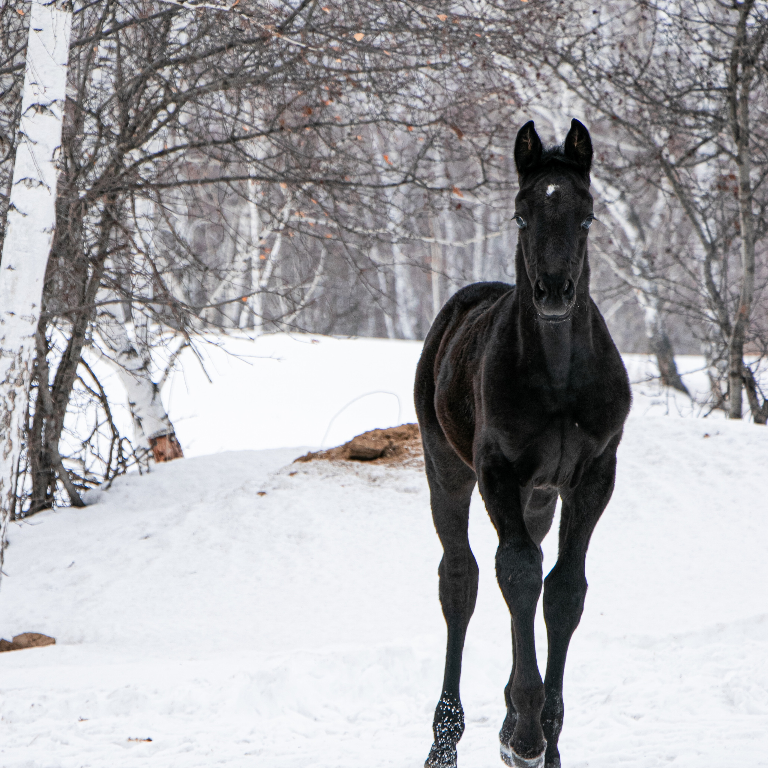 Жеребята КСОЦ «Свобода»