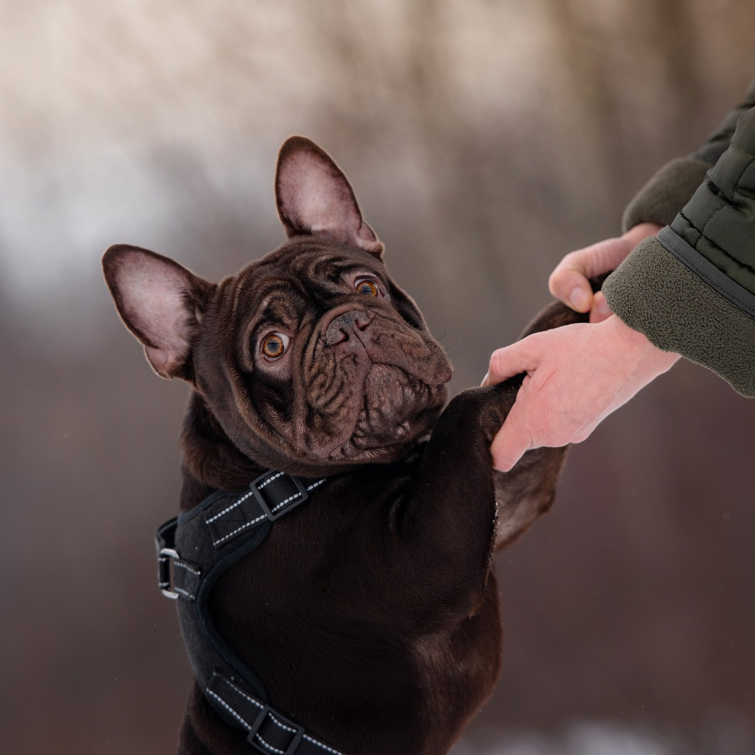 Отзывы о фотографе-анималисте в Москве. Фотограф собак в Москве и Московской области Иванушкина Мария