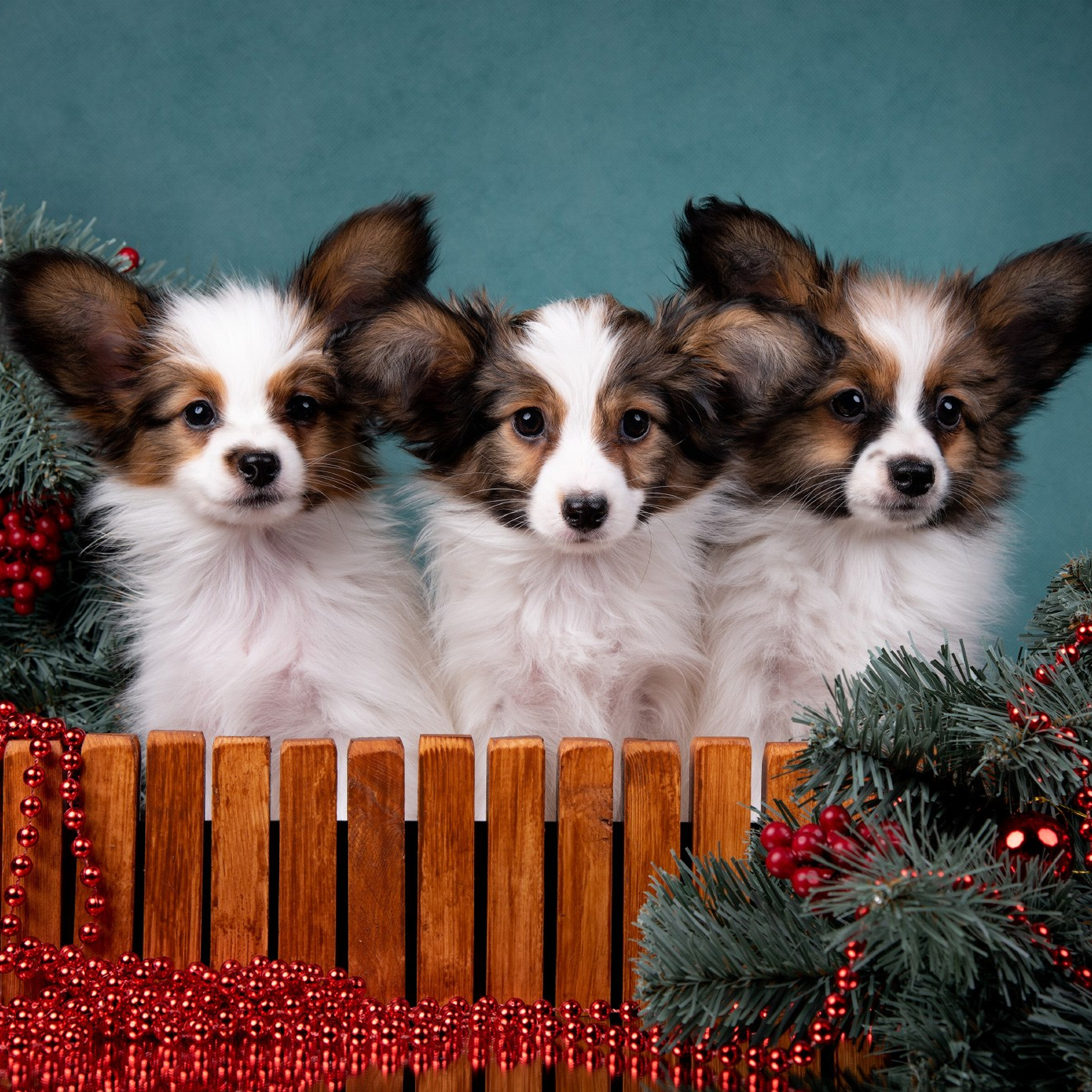 Отзывы о фотографе-анималисте в Москве. Фотограф собак в Москве и Московской области Иванушкина Мария