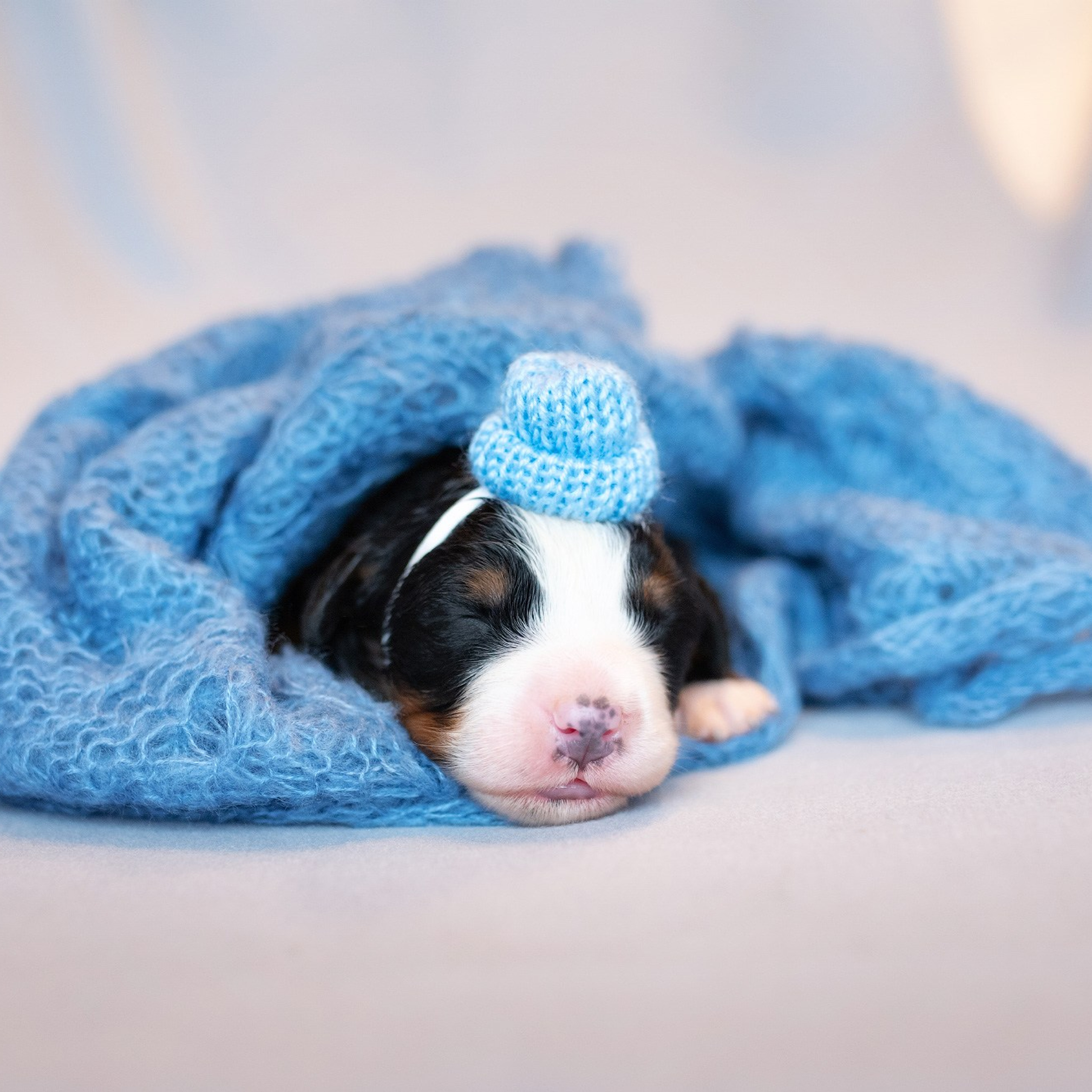 Отзывы о фотографе-анималисте в Москве. Фотограф собак в Москве и Московской области Иванушкина Мария