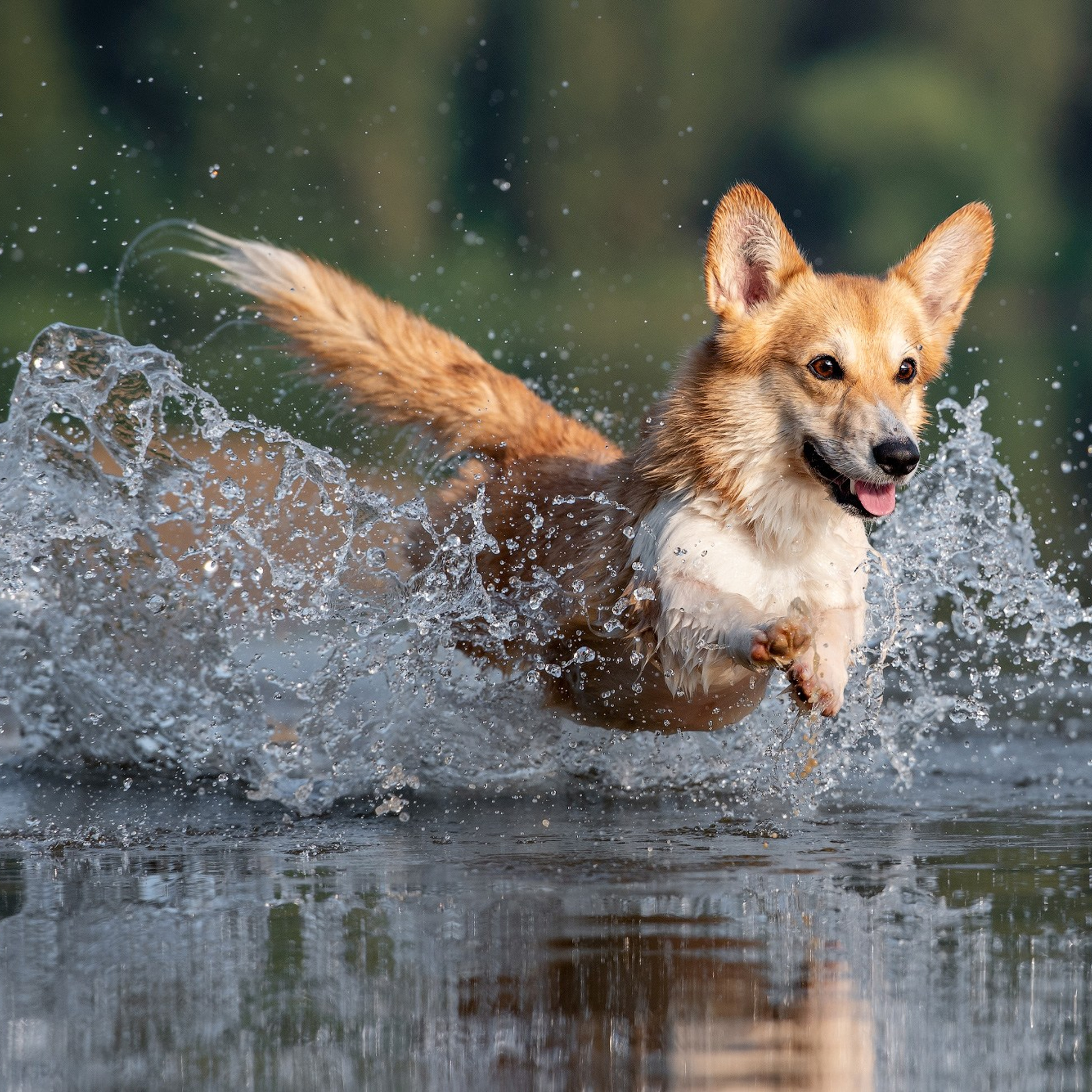 Отзывы о фотографе-анималисте в Москве. Фотограф собак в Москве и Московской области Иванушкина Мария