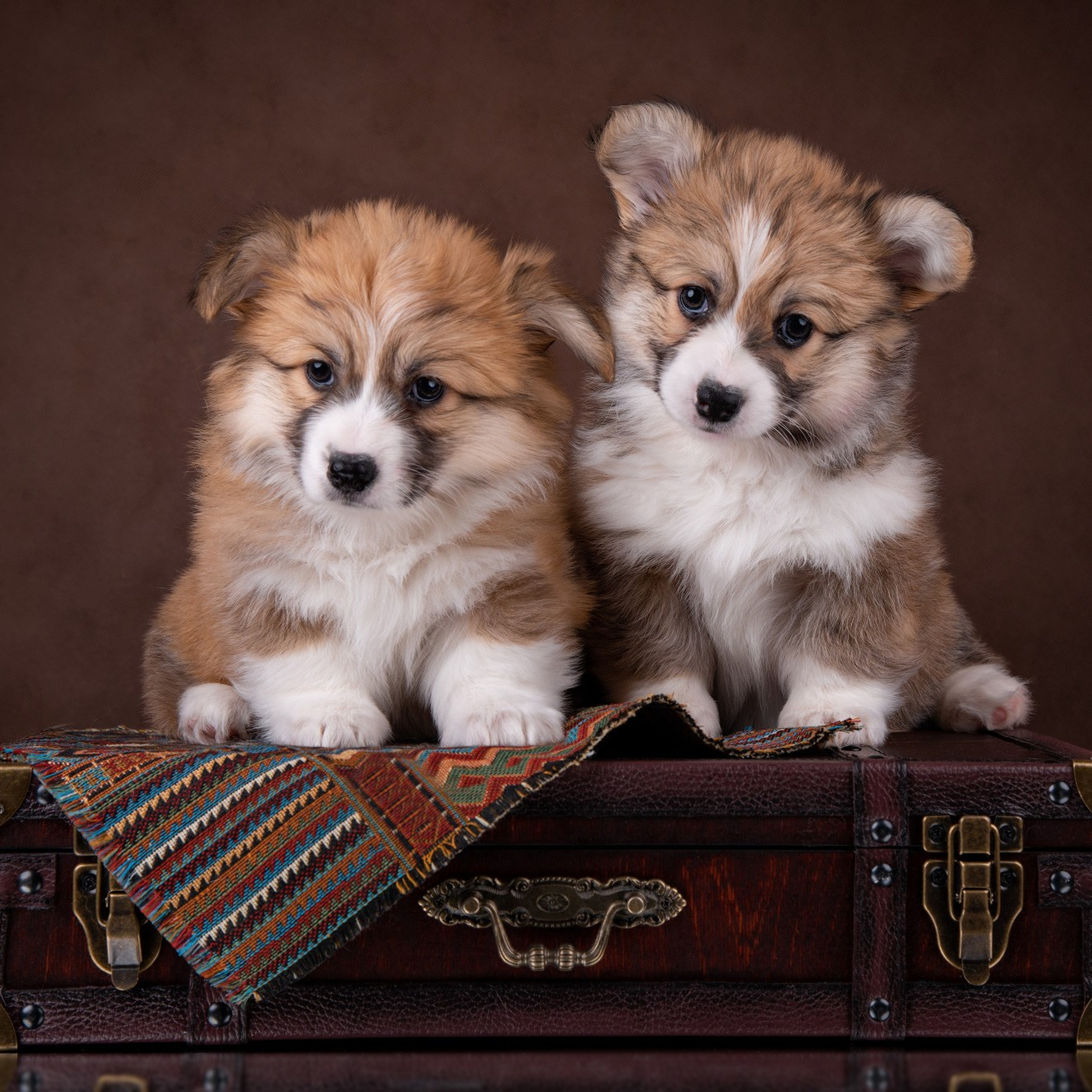 Съемки щенков дома со студийным светом