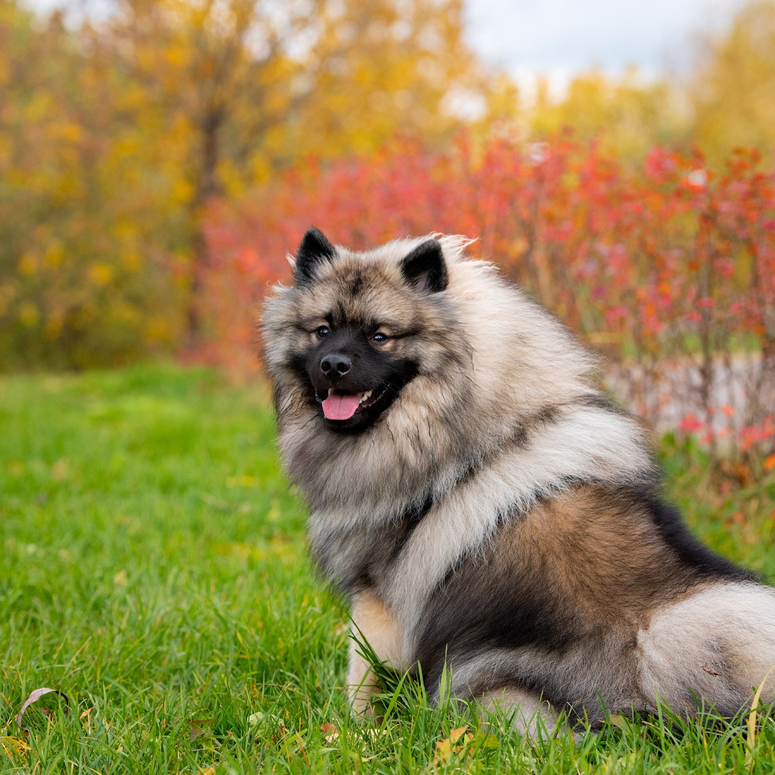 Отзывы о фотографе-анималисте в Москве. Фотограф собак в Москве и Московской области Иванушкина Мария