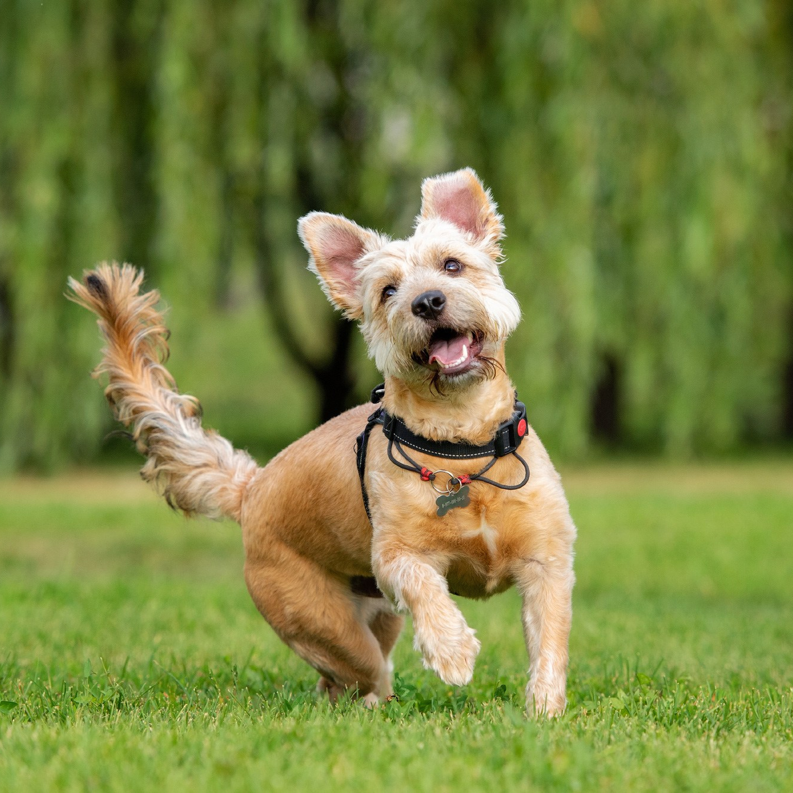 Отзывы о фотографе-анималисте в Москве. Фотограф собак в Москве и Московской области Иванушкина Мария
