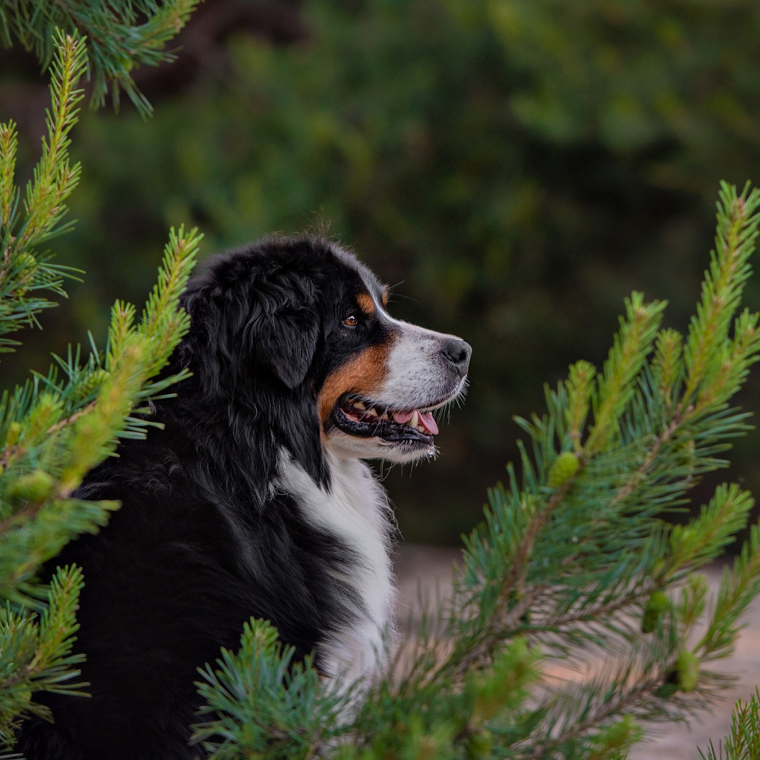 Отзывы о фотографе-анималисте в Москве. Фотограф собак в Москве и Московской области Иванушкина Мария