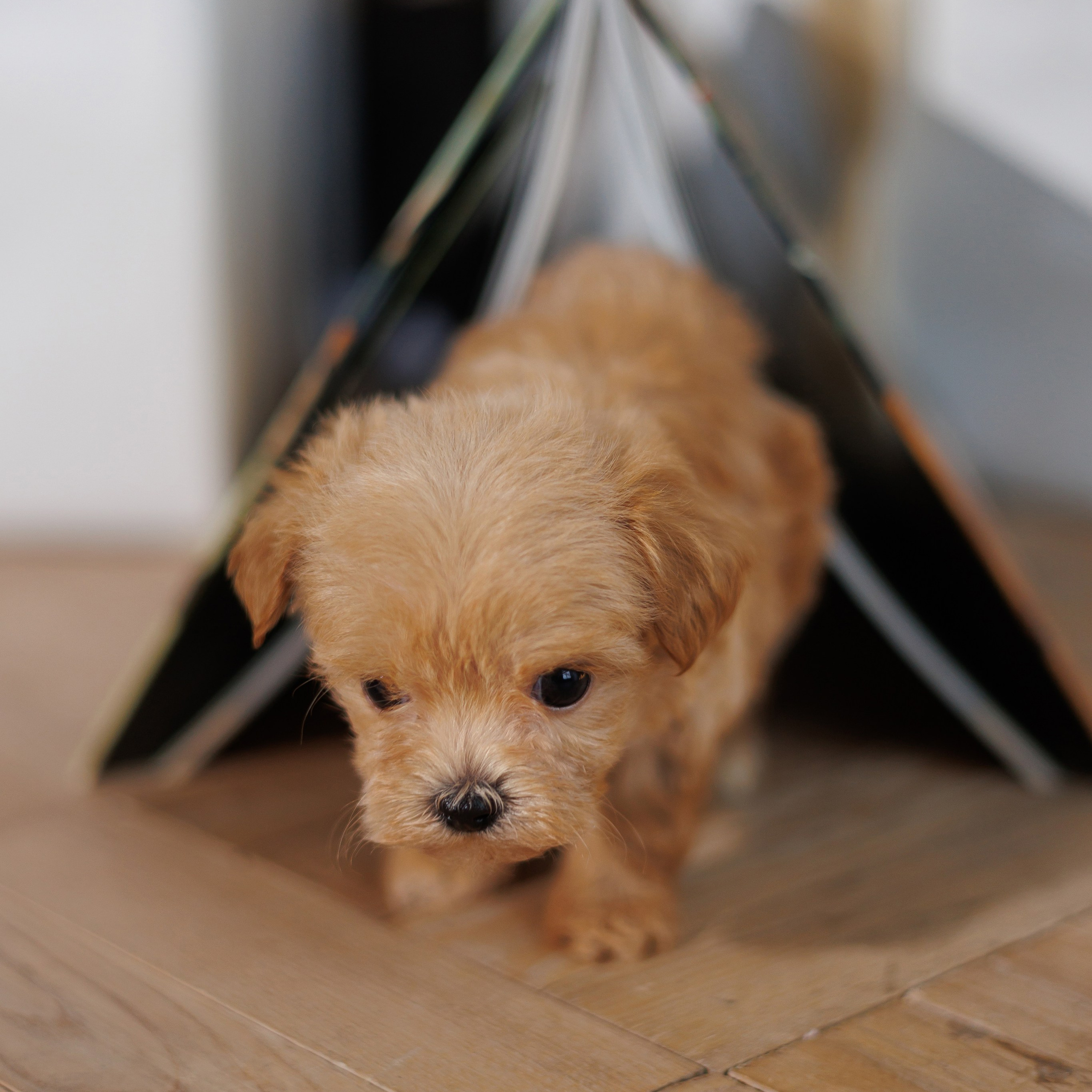 Отзывы клиентов. Свадебный фотограф Калининград