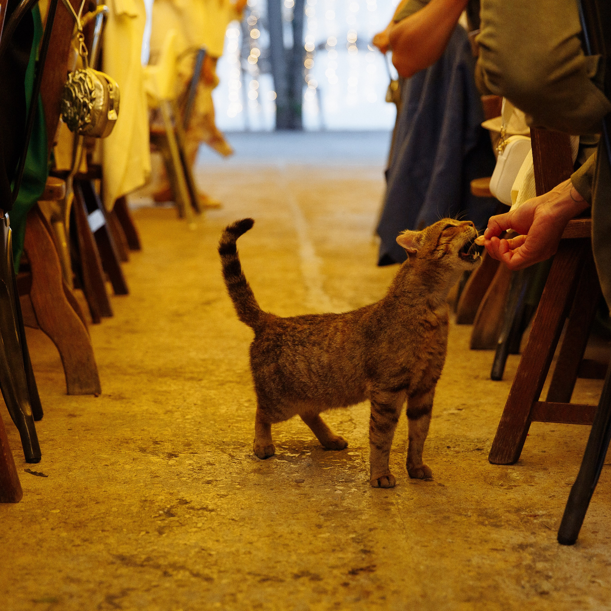 Аня, Гио и КО