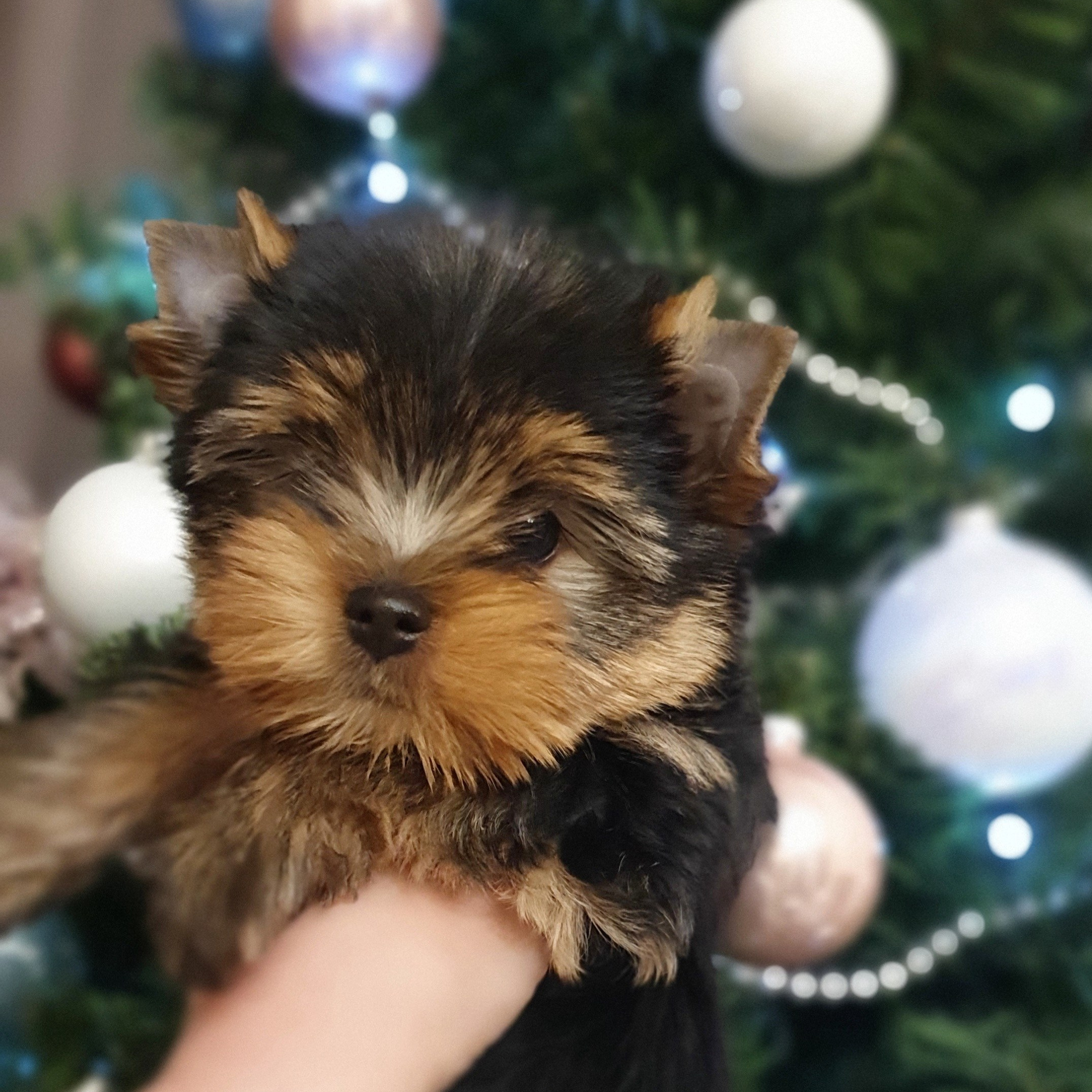 Йоркширский терьер. Мемориал. Питомник Воле'Т Шоу Vole'T Shou. Йоркширский терьер — питомник йоркширских терьеров Vole'T Shou