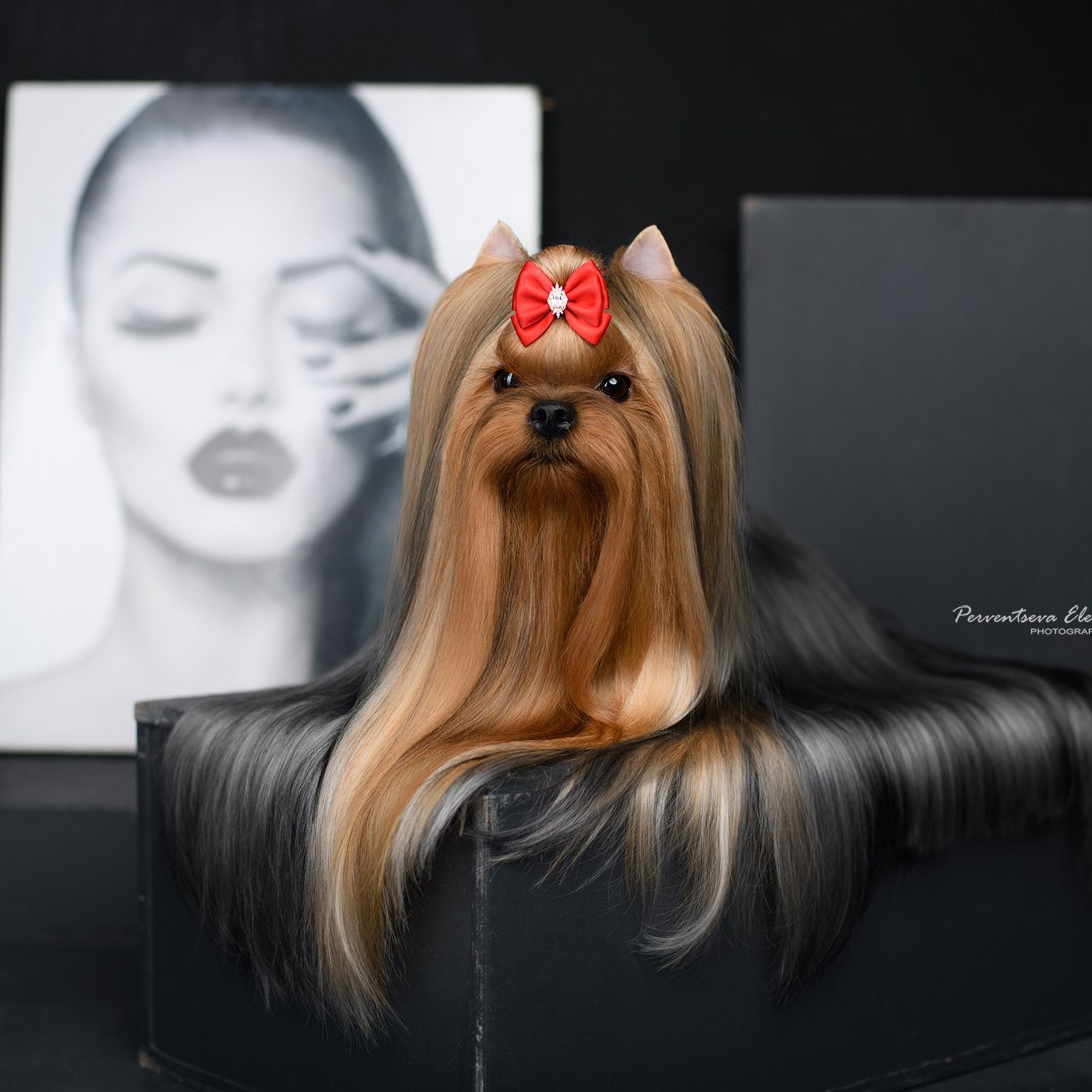 Йоркширский терьер. Мемориал. Питомник Воле'Т Шоу Vole'T Shou. Йоркширский терьер — питомник йоркширских терьеров Vole'T Shou