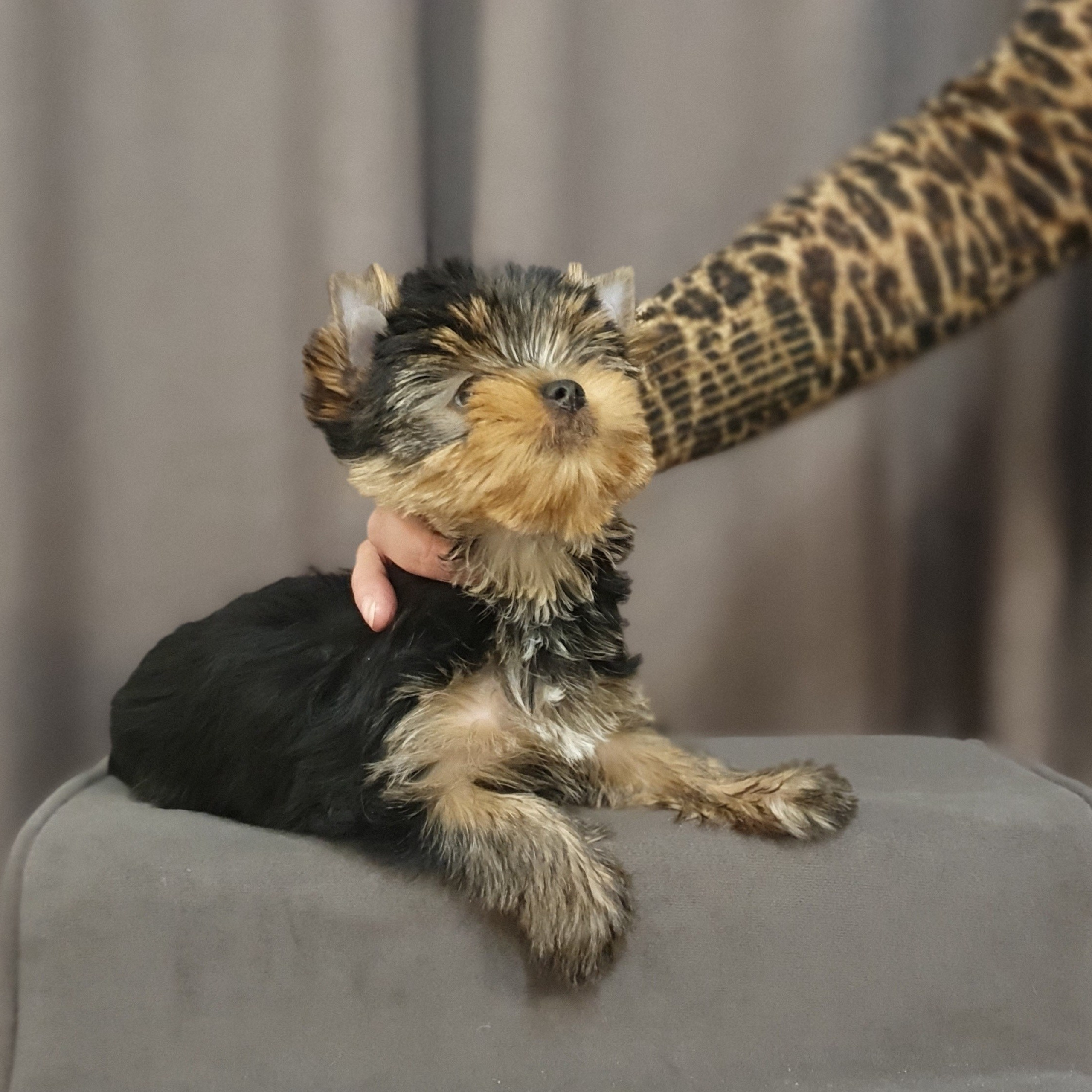 Йоркширский терьер. Мемориал. Питомник Воле'Т Шоу Vole'T Shou. Йоркширский терьер — питомник йоркширских терьеров Vole'T Shou