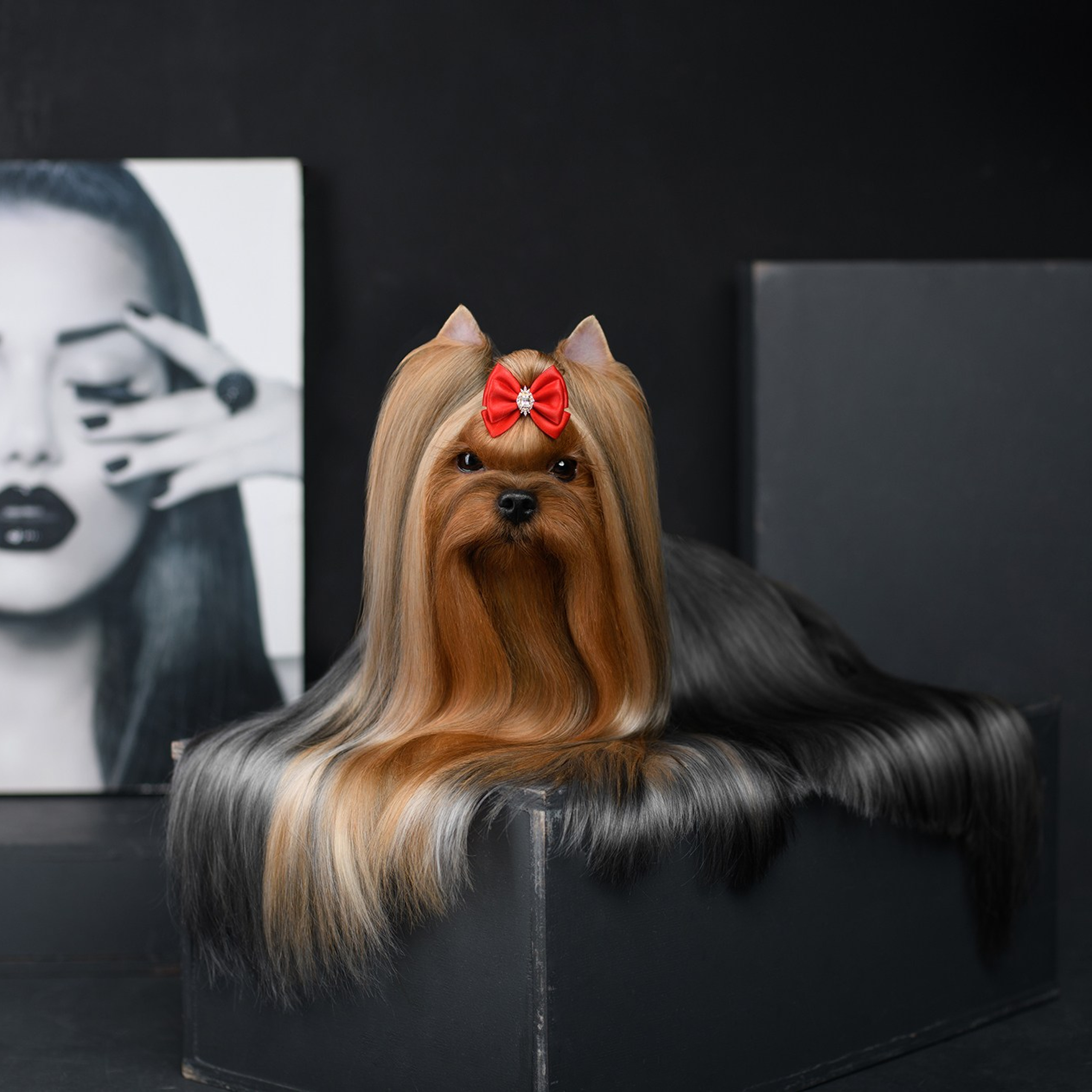 Йоркширский терьер. Мемориал. Питомник Воле'Т Шоу Vole'T Shou. Йоркширский терьер — питомник йоркширских терьеров Vole'T Shou