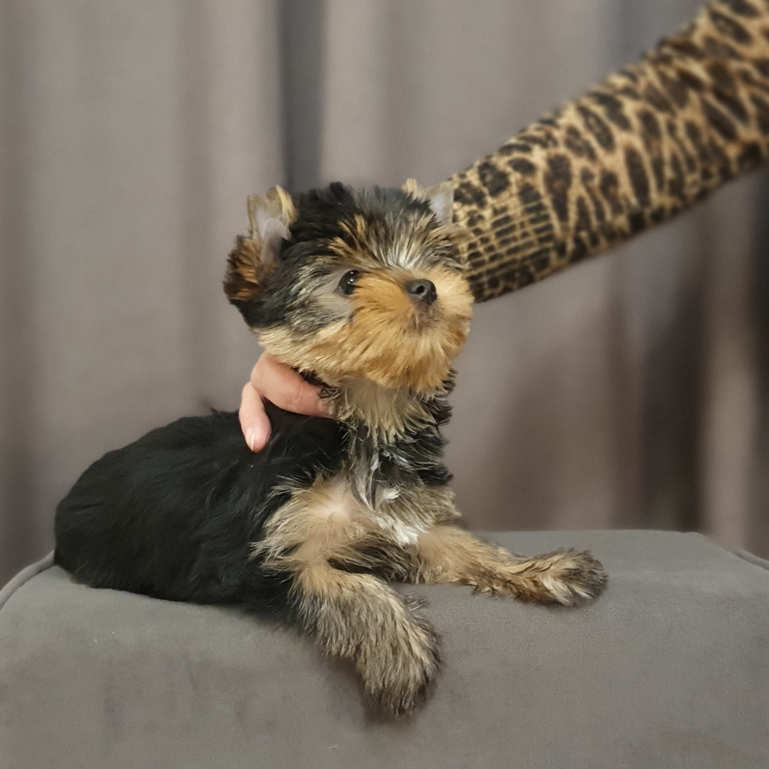 Йоркширский терьер. Мемориал. Питомник Воле'Т Шоу Vole'T Shou. Йоркширский терьер — питомник йоркширских терьеров Vole'T Shou