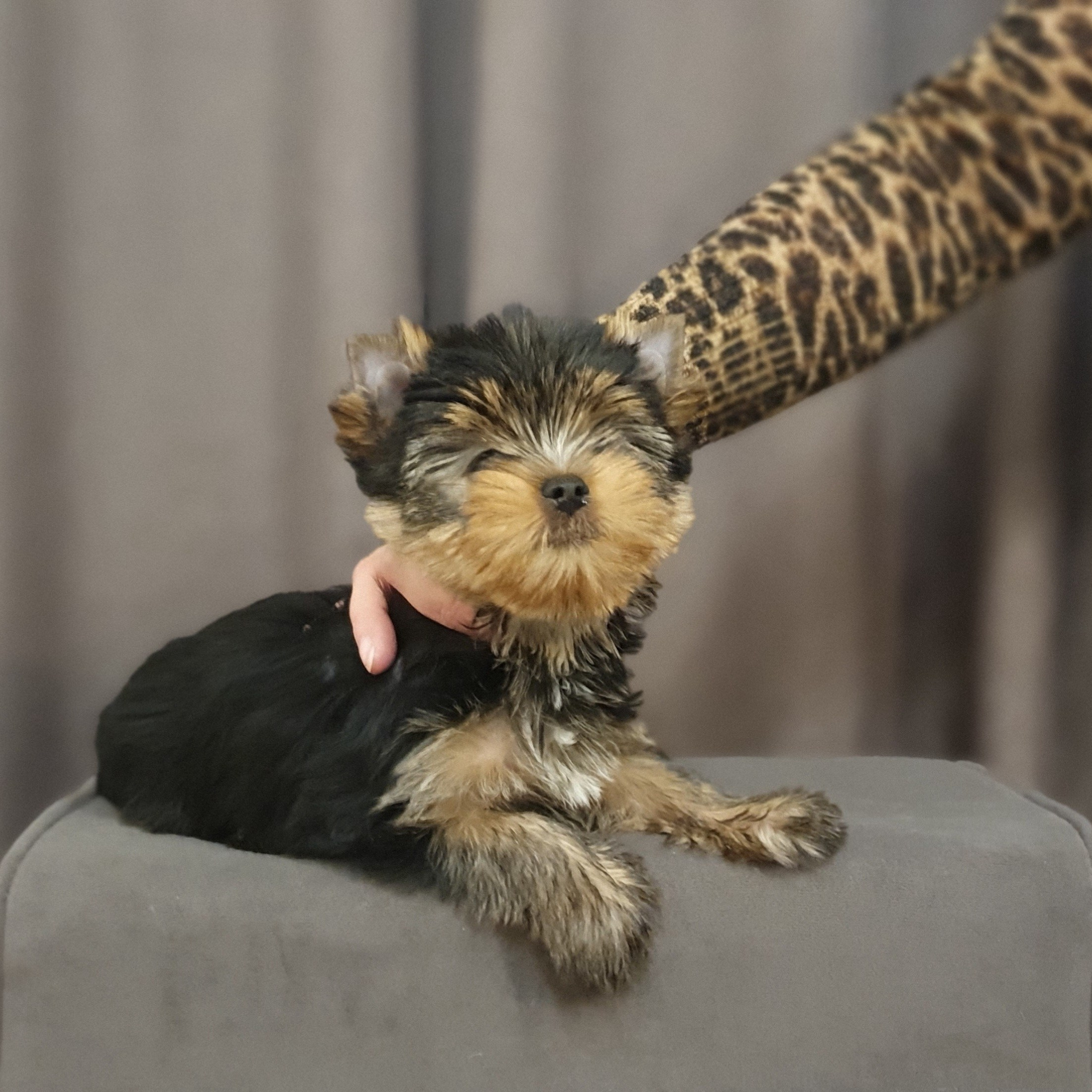 Йоркширский терьер. Мемориал. Питомник Воле'Т Шоу Vole'T Shou. Йоркширский терьер — питомник йоркширских терьеров Vole'T Shou