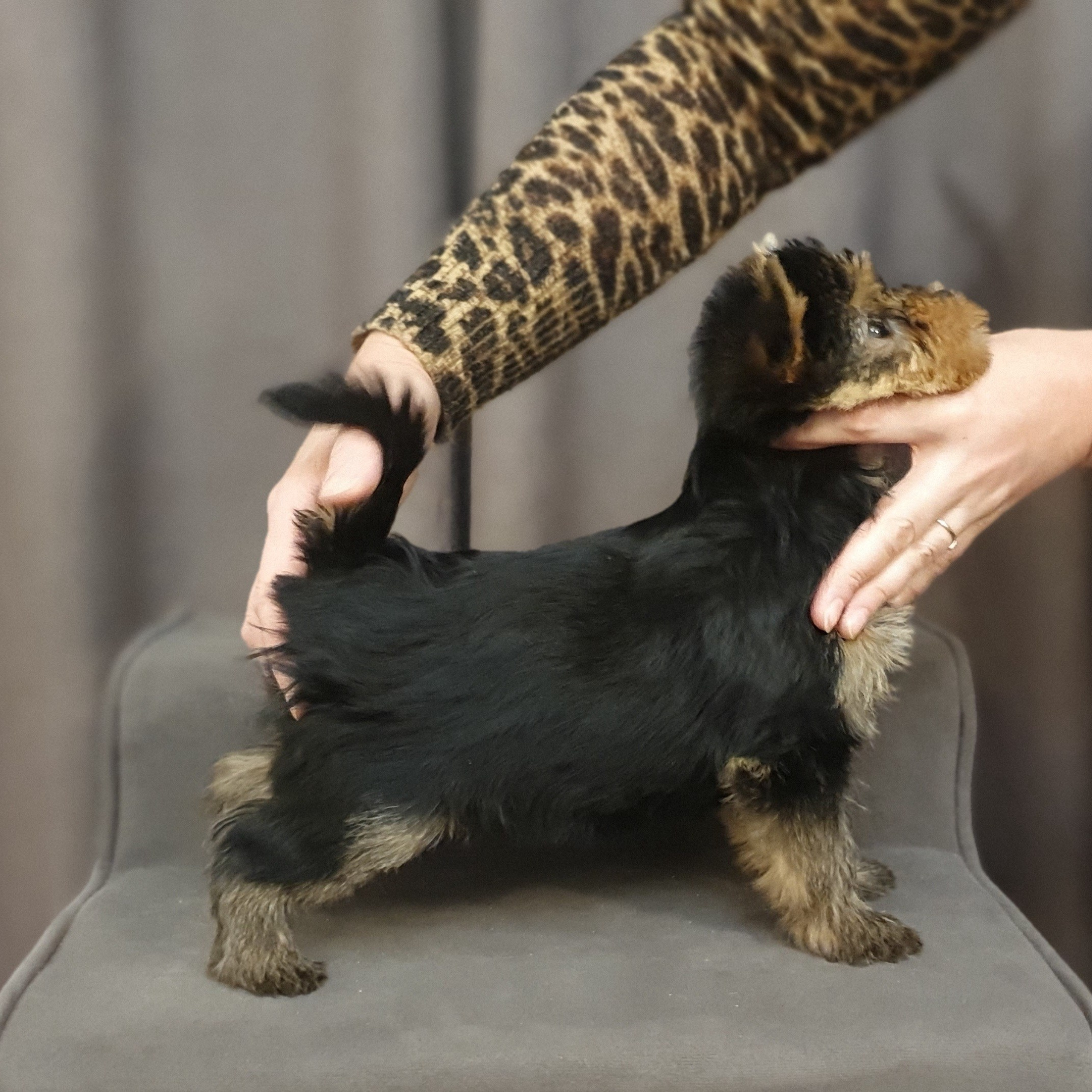 Йоркширский терьер. Мемориал. Питомник Воле'Т Шоу Vole'T Shou. Йоркширский терьер — питомник йоркширских терьеров Vole'T Shou