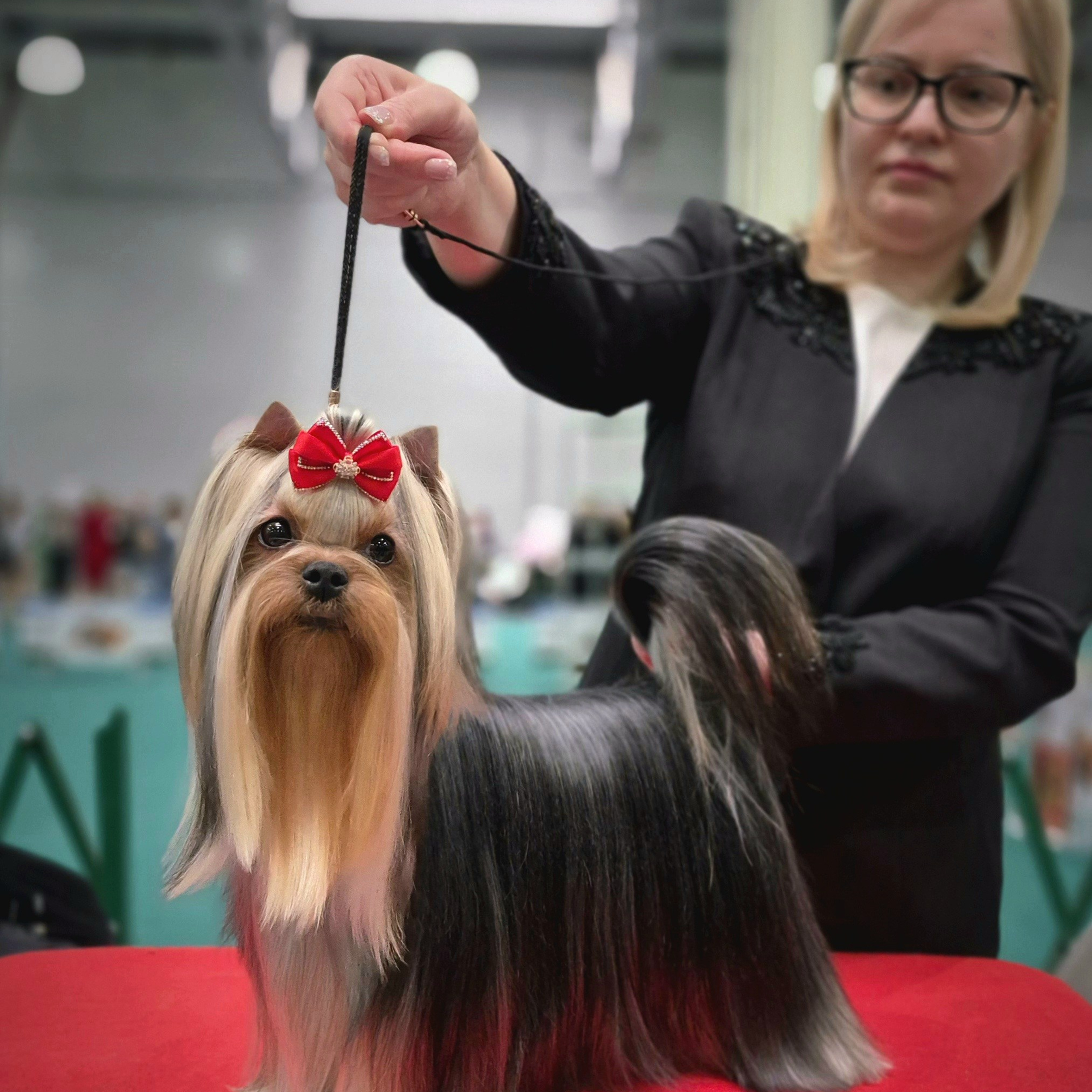 Йоркширский терьер. Мемориал. Питомник Воле'Т Шоу Vole'T Shou. Йоркширский терьер — питомник йоркширских терьеров Vole'T Shou